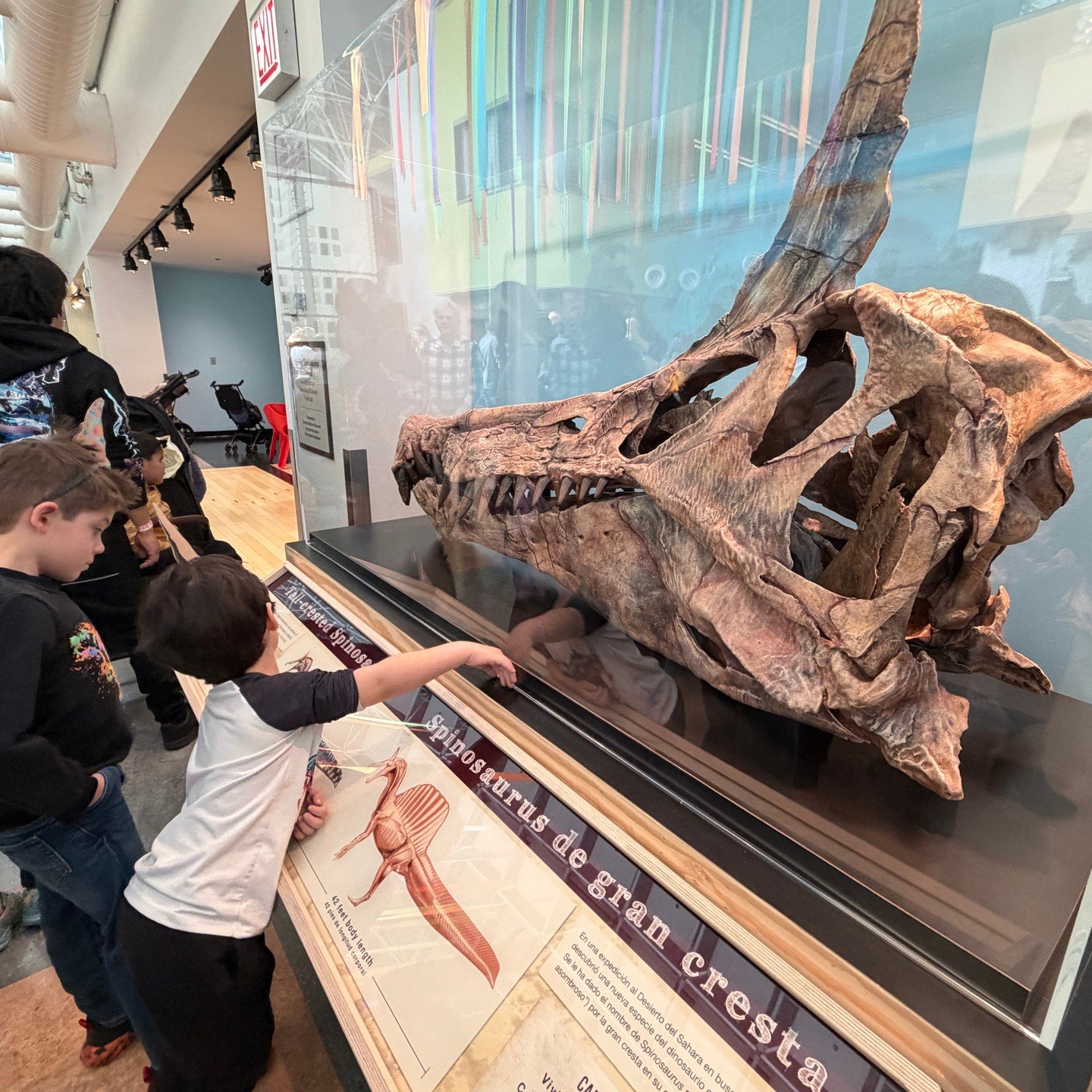 Don&rsquo;t let the very large teeth distract you; the crest is where it&rsquo;s at. 

Come see the newly discovered &ldquo;Unicorn&rdquo; Spinosaurus 🦄🦖 and see just how large the crest (horn) might have been on this new dinosaur. https://www.ccm.