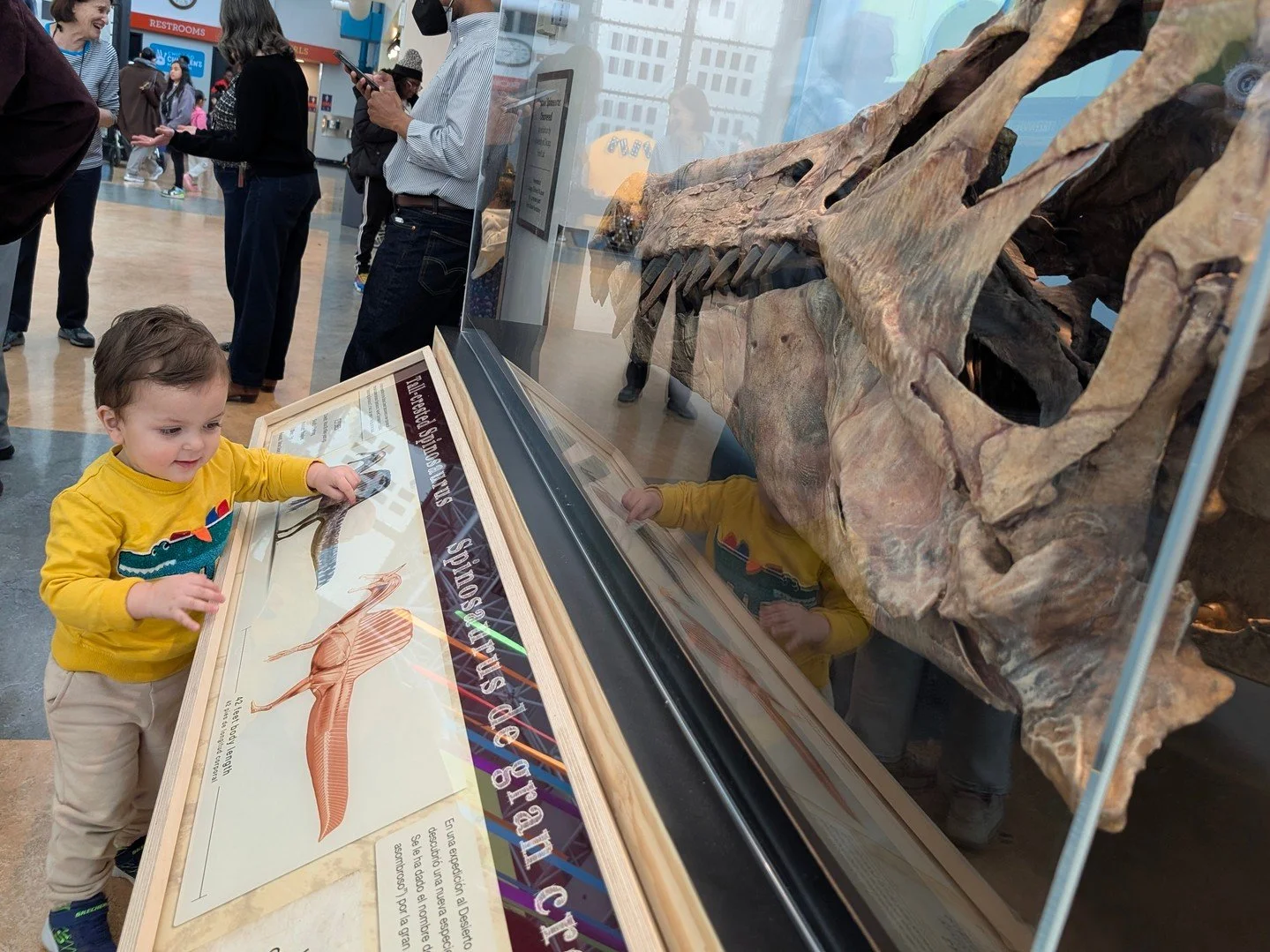 Sail into the museum to see the newly discovered Spinosaurus and learn more about the unique crest on its head that makes it stand out from the rest. See a replica skull of this dinosaur and a hands-on interactive component allowing you to touch the 