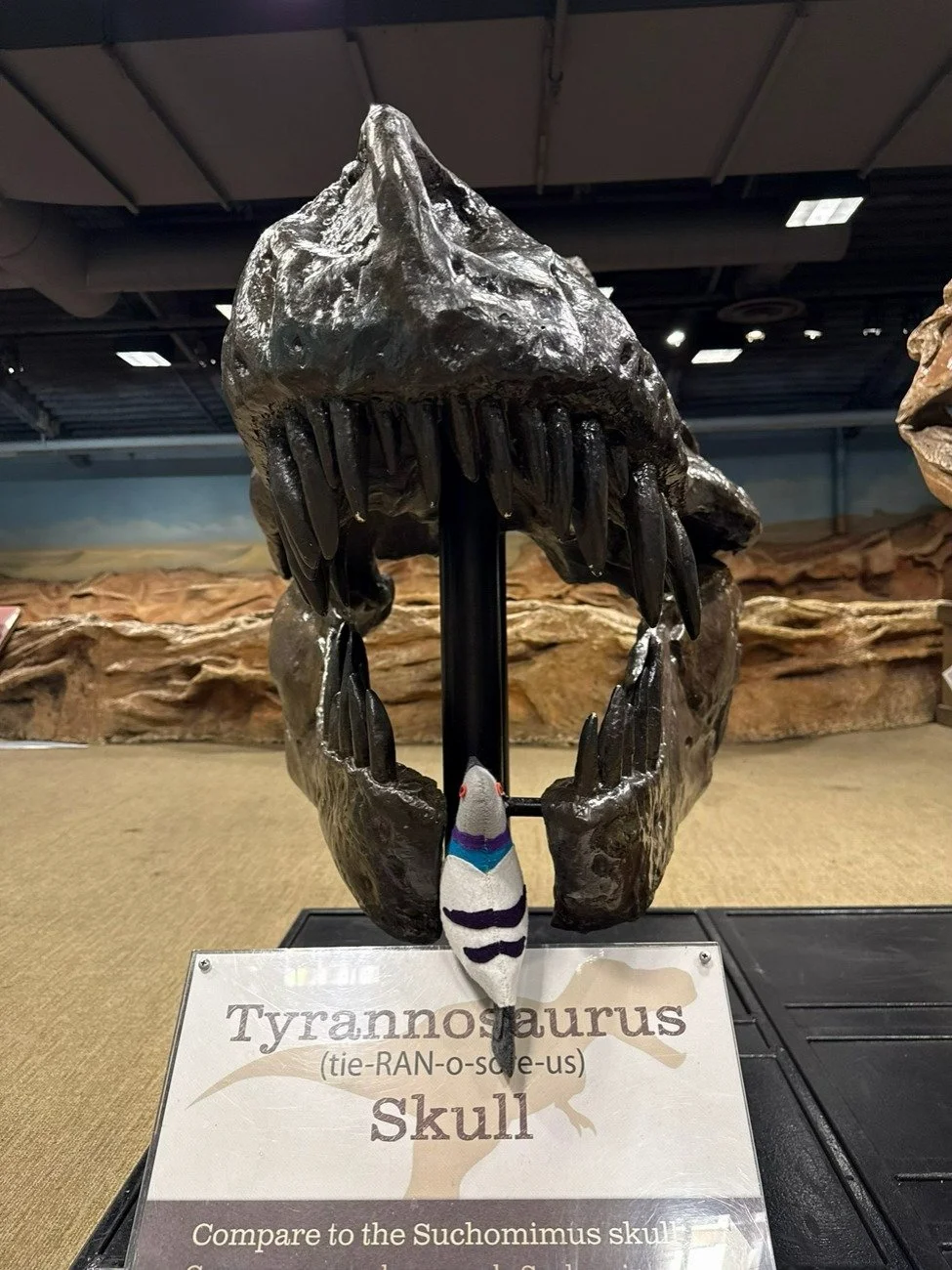 After meeting Suchomimus, Earl was inspired to get digging🪏. He flew over to Dinosaur Expedition to admire the skull castings and see more of what it&rsquo;s like to be a paleontologist.🦖 https://www.ccm.org/dinosaur-expedition