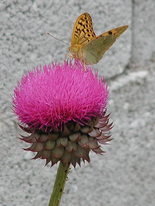 p6061811_std.jpg