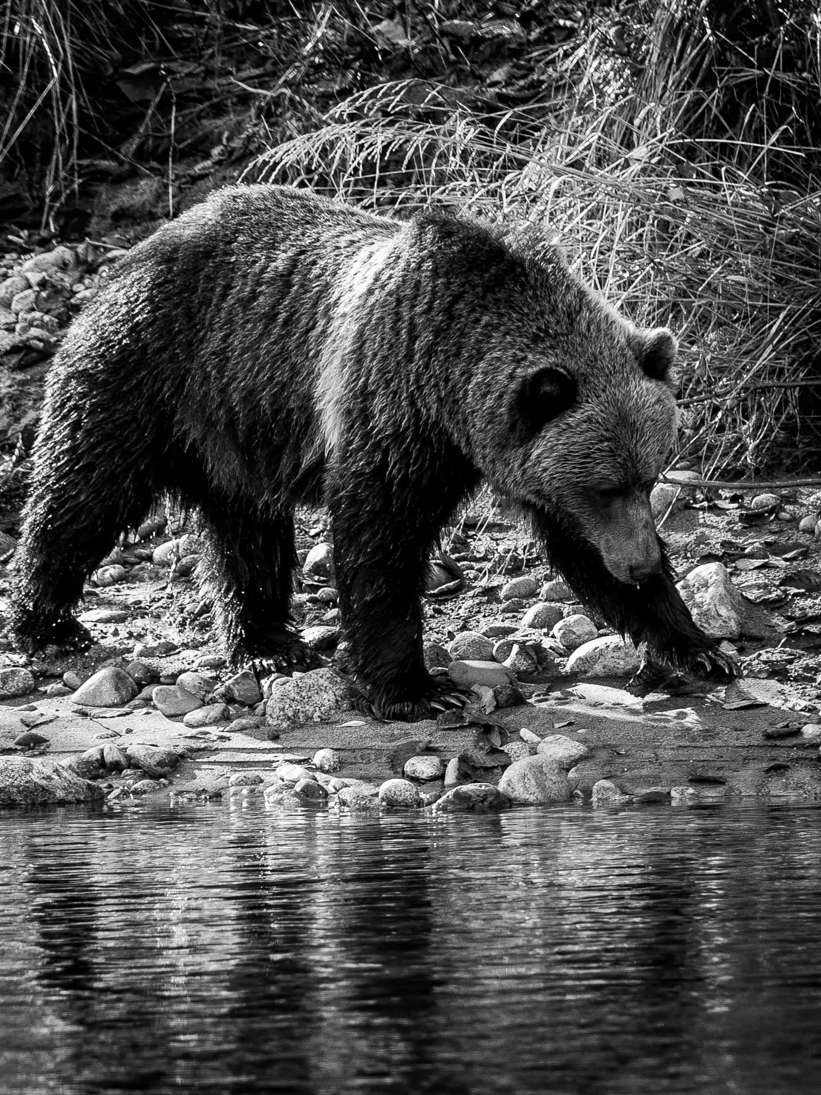 GRIZZLEE