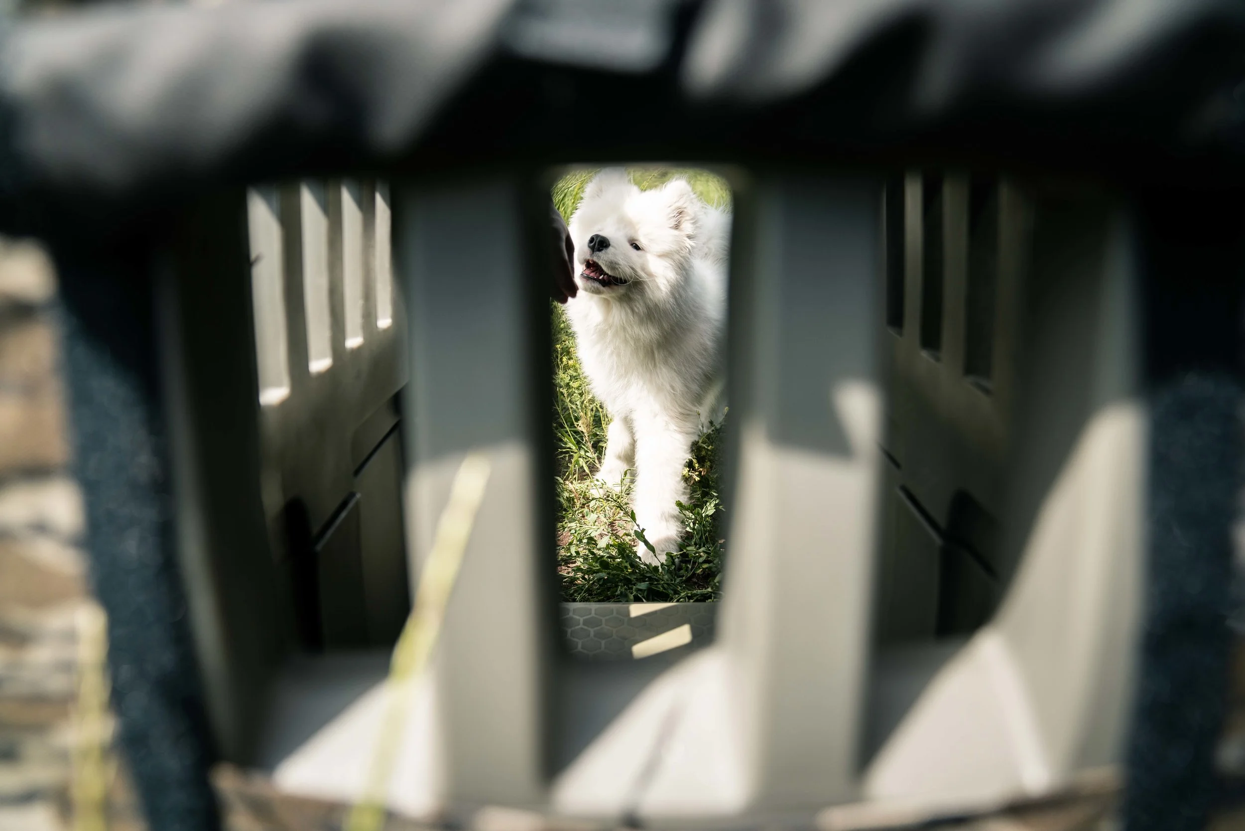 chasewhite-gunnerkennels-070819-49.jpg