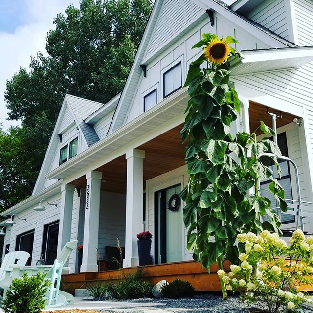 #sunflower #modernfarmhouse