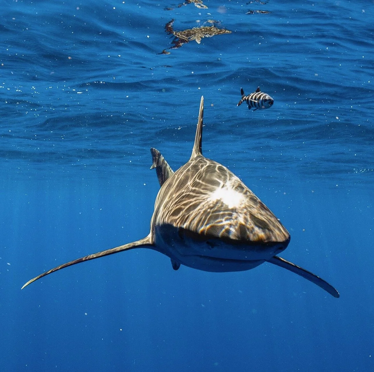 Snorkeling and Diving on the Big Island