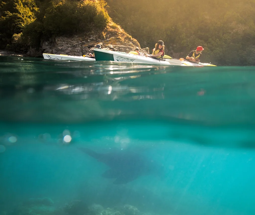 Golden-Bay-Kayaks-Seal-Swimming-Under-kayak-Opti.jpg