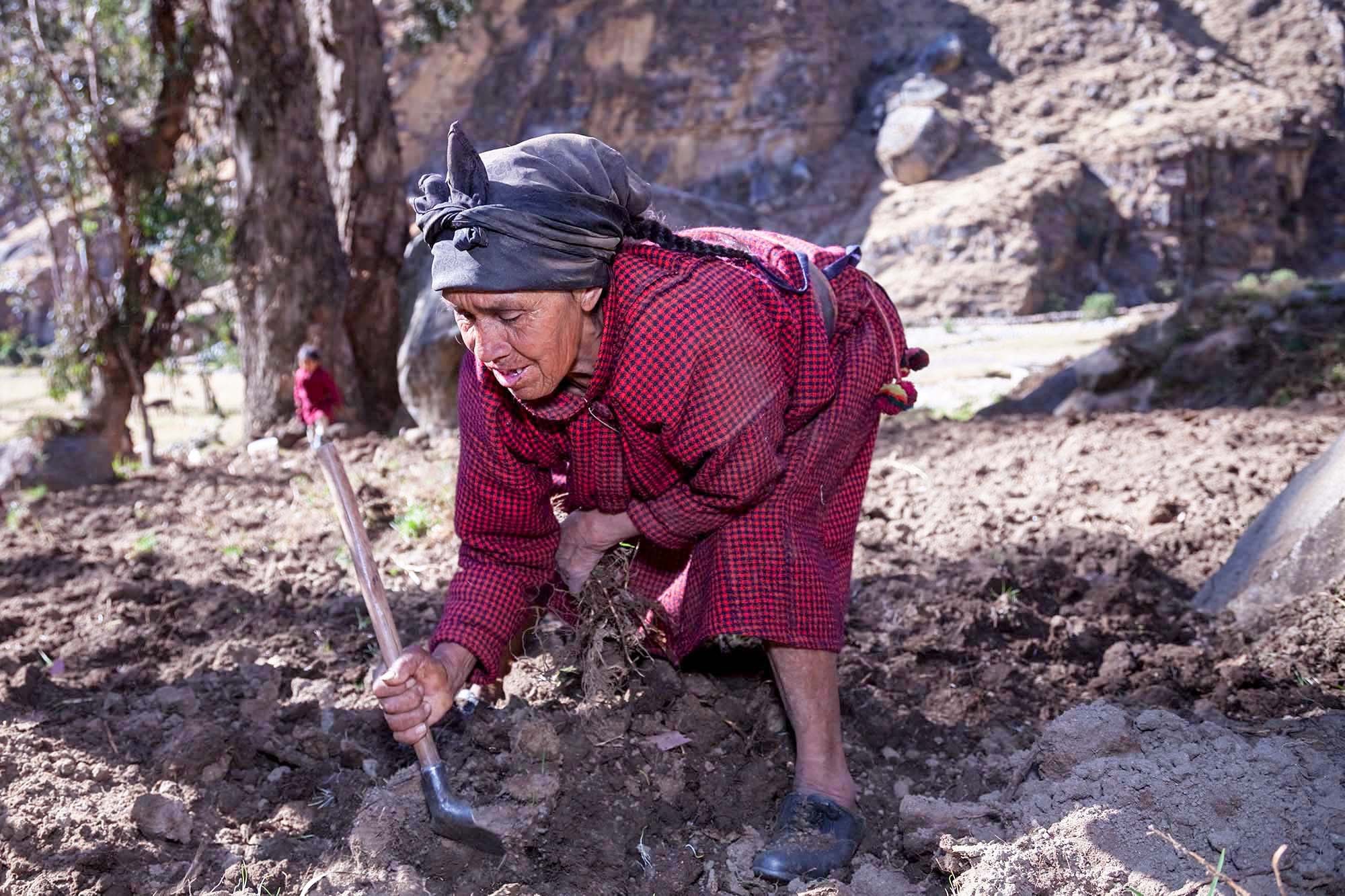  Eleuteria tilling the soil while wearing a mourning scarf. 