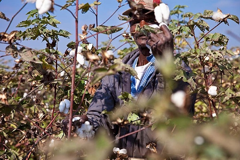  Jose Harvesting Cotton, El Carmen 2011 