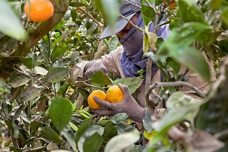  Fatima Harvesting Tangerines, El Carmen 2011 