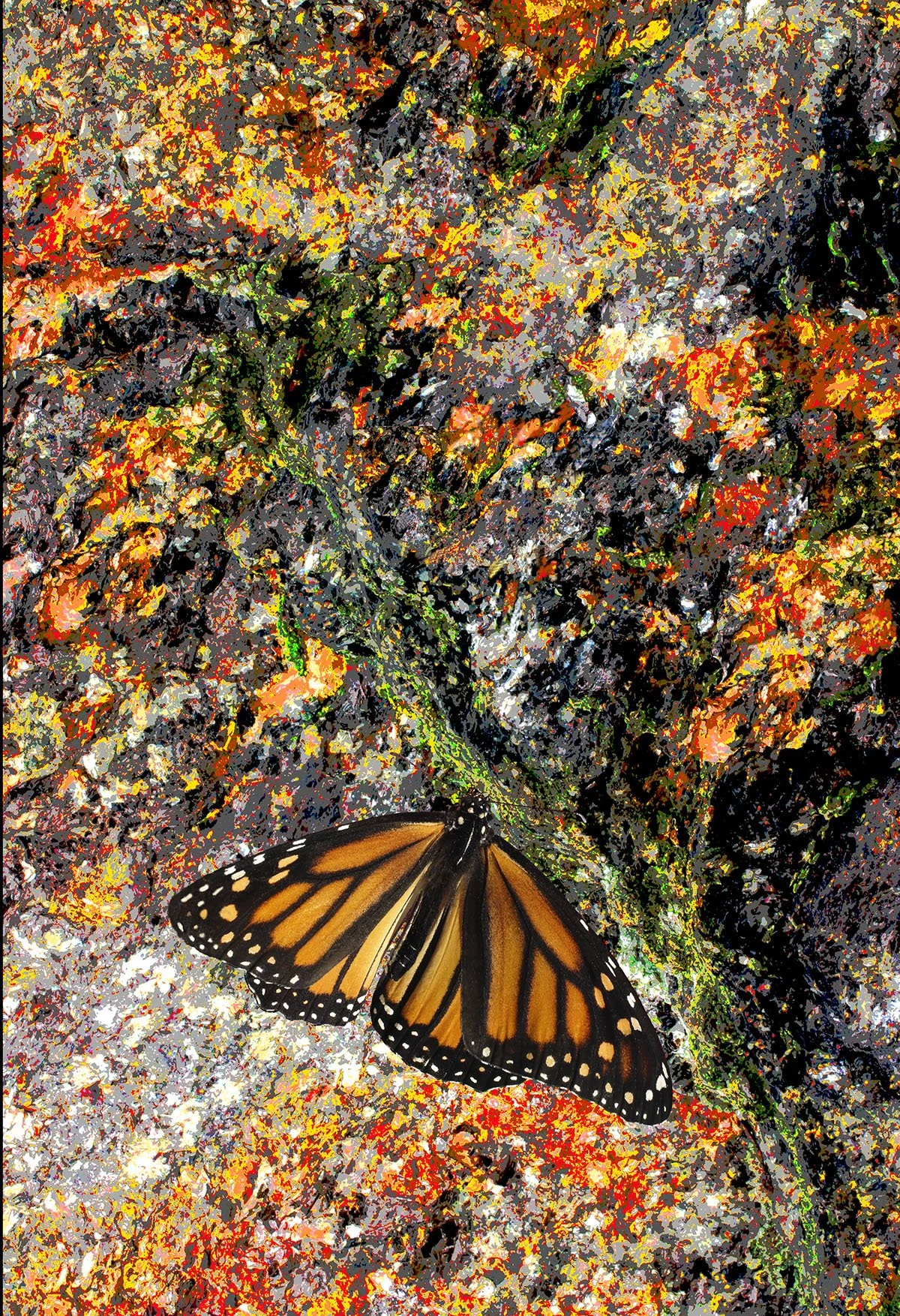 Monarch Reawakening