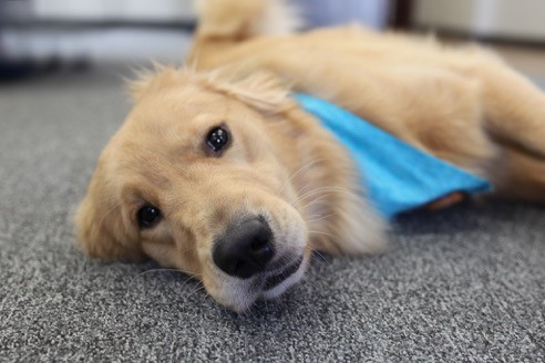 Meet Trigger, our Canine Advocate. His job is to be a calming presence for you and your child during this potentially difficult time.