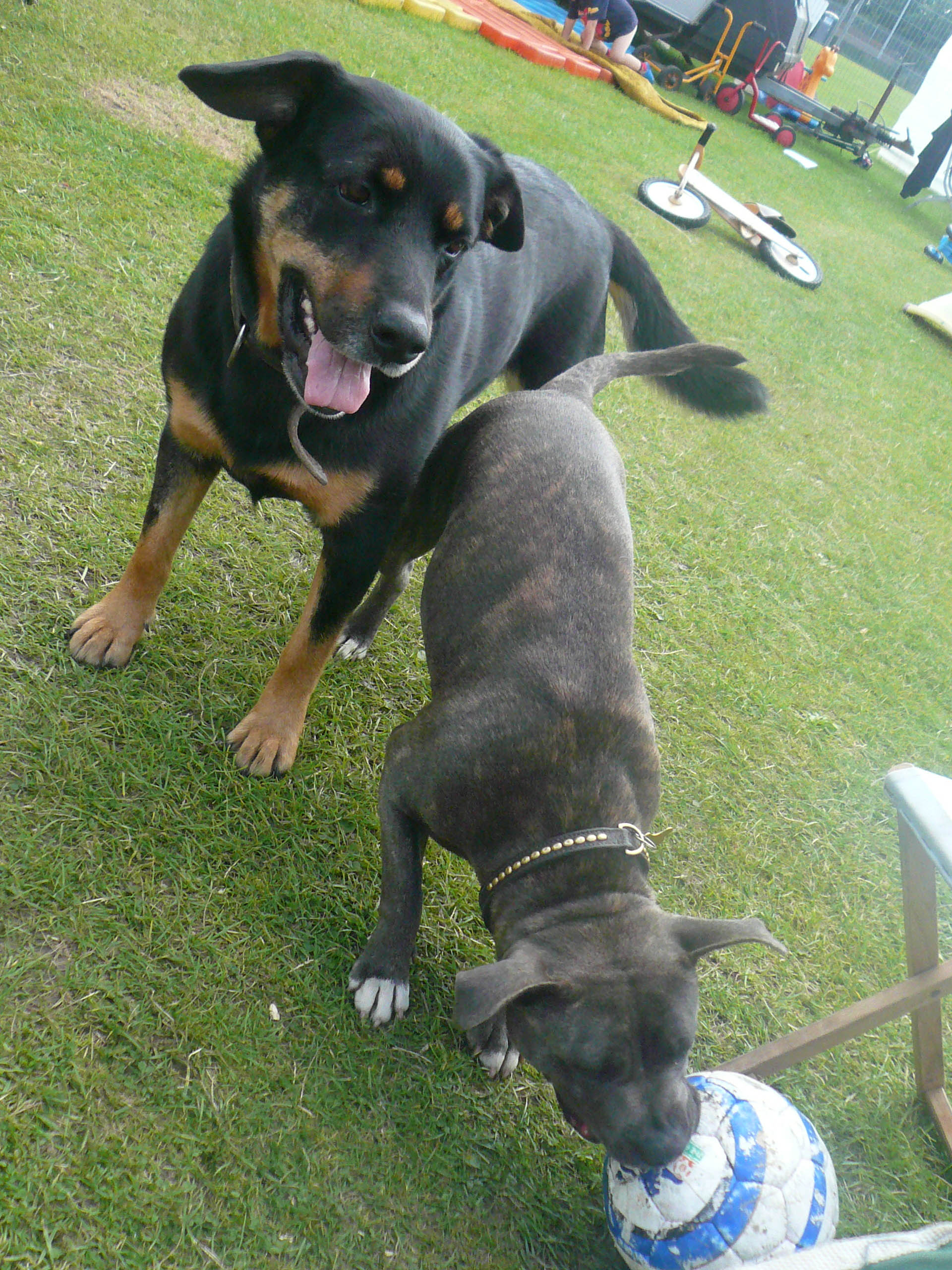2-headed-beast_3035120105_o.jpg