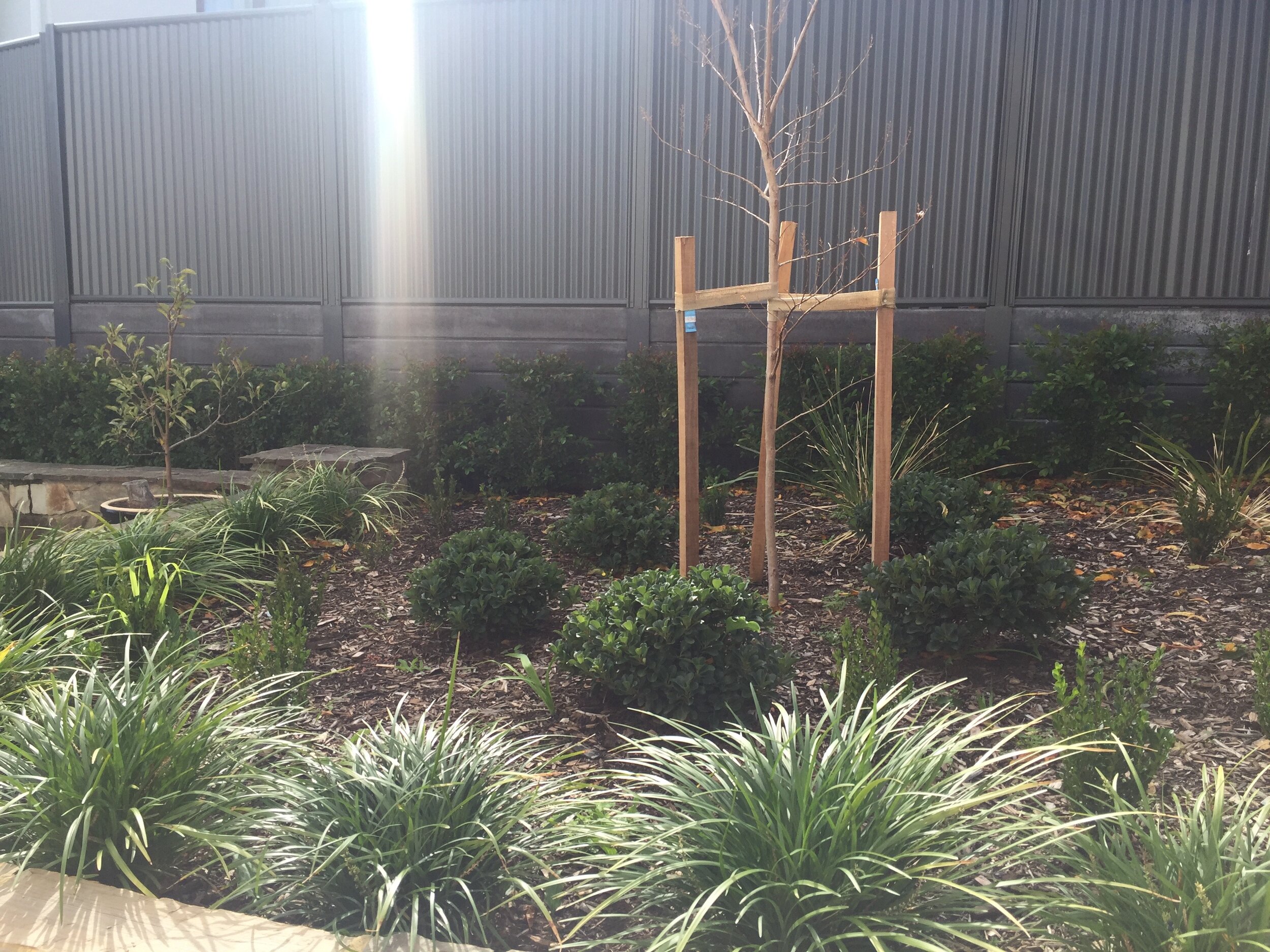 crepe myrtle & indian hawththorn.jpg