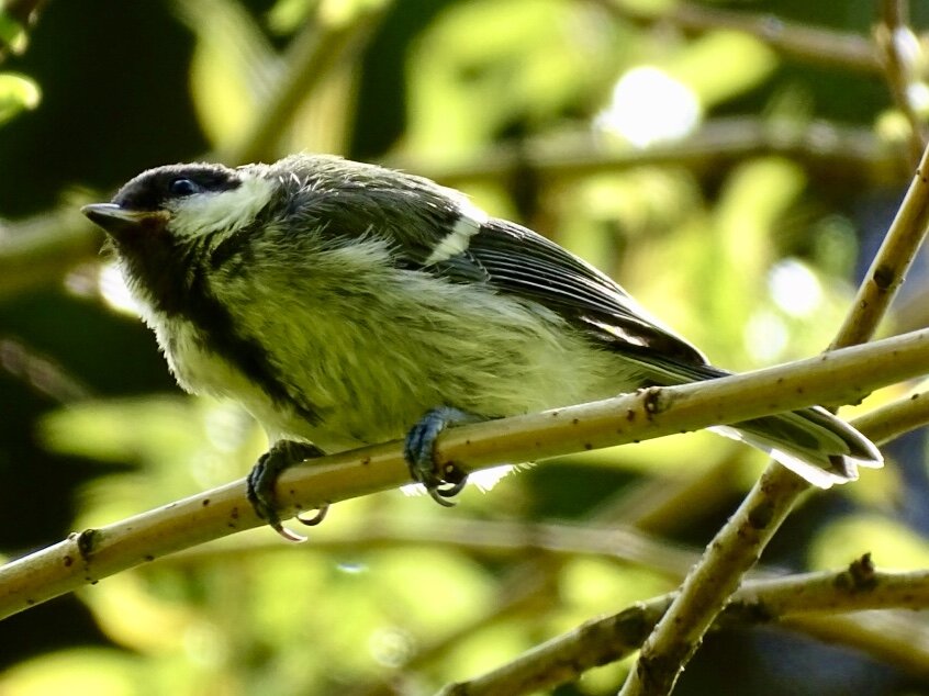 Young Great Tit