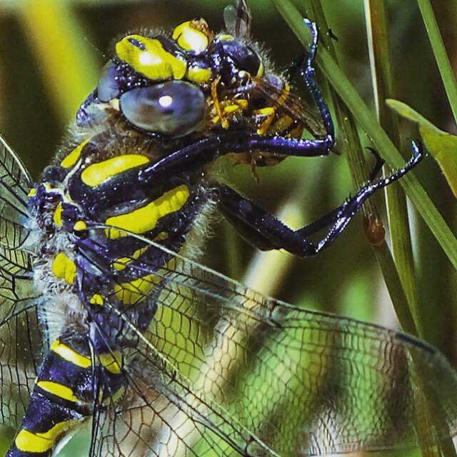 Golden Ringed Dragonfly eating Wasp
