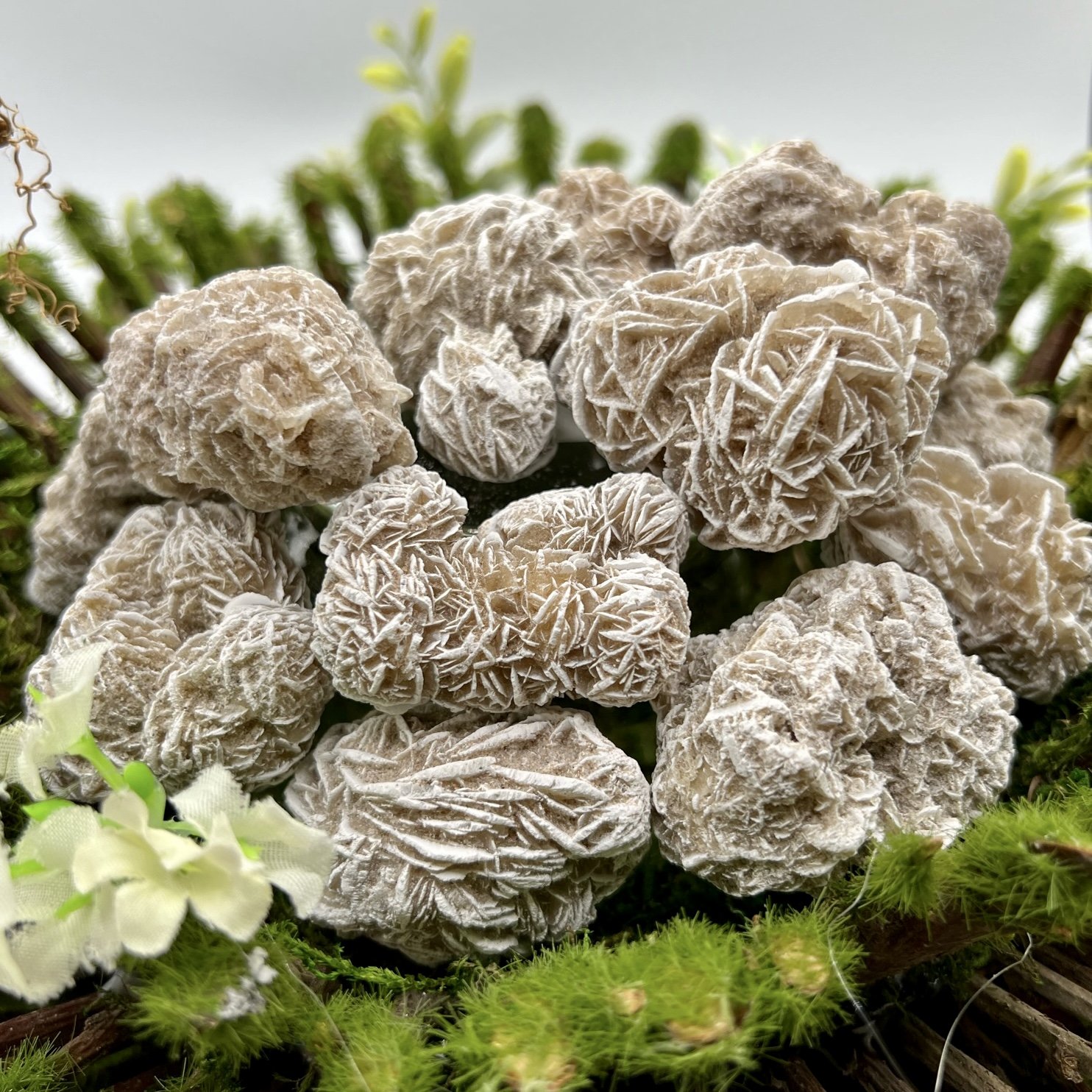 Large Natural Desert Rose