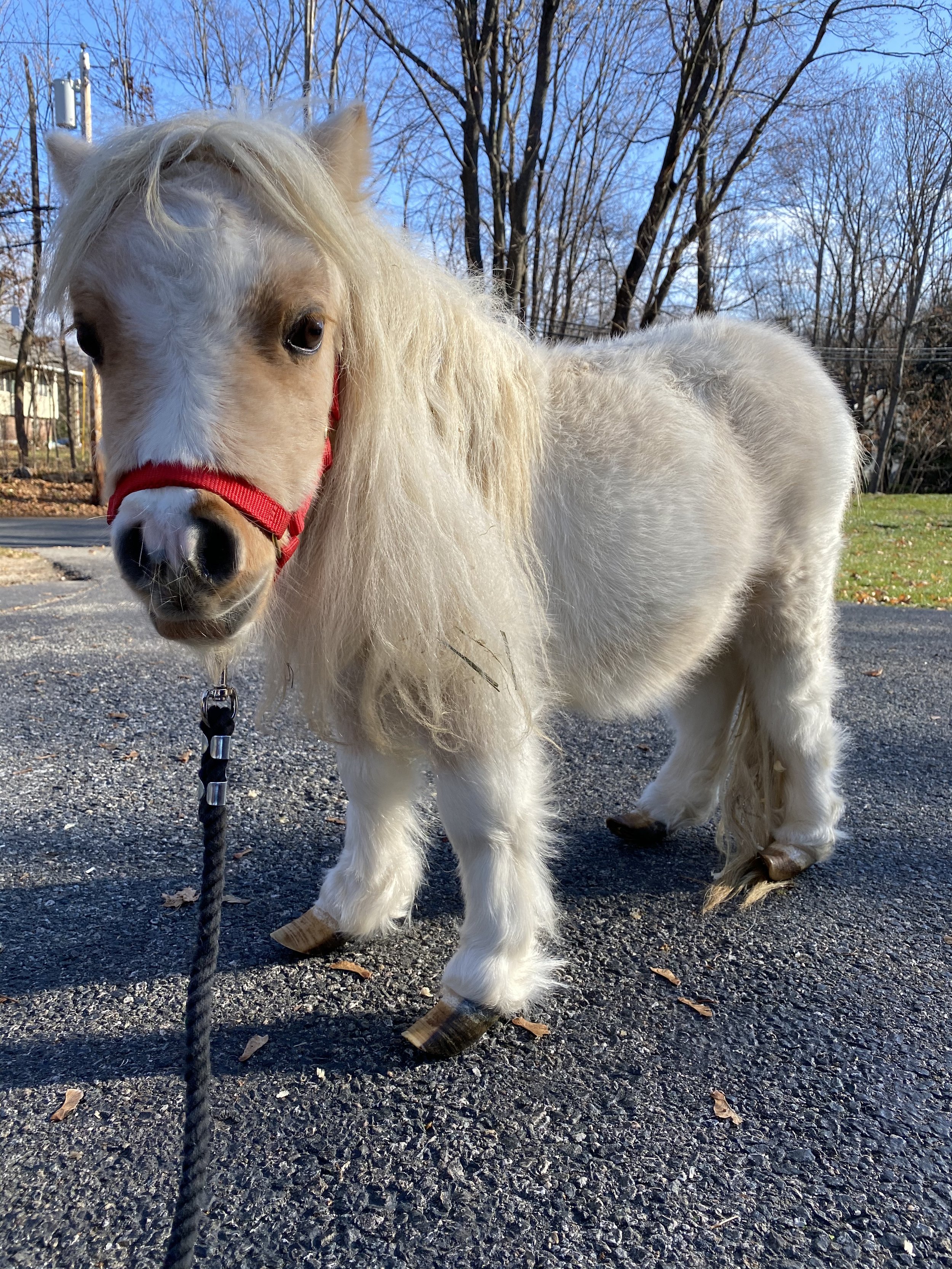 Our Minis — Lifting Spirits Miniature Therapy Horses