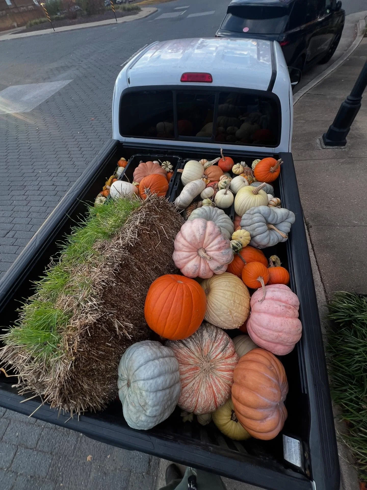 Long ride baby buckle up 🤠 WOWWW these pumpkins are beautiful! @patchtoporchrva picked out some good gourds for their clients. We&rsquo;re happy to collect them and bring them to several different places that have animals who will eat them right up!