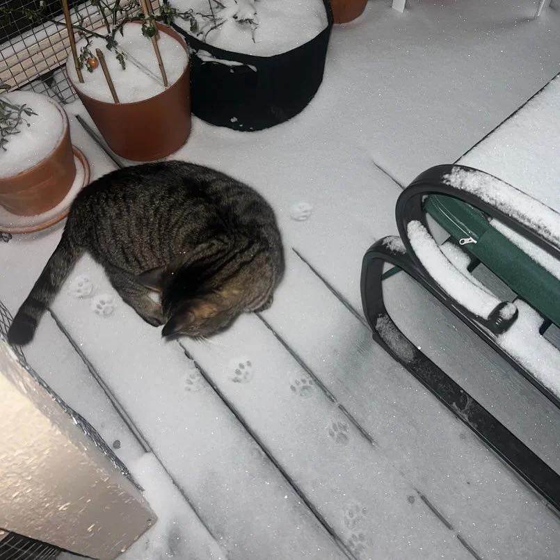 I just feel like more folks deserve to see my cat enjoying the snow for the first time. Hope everyone&rsquo;s staying safe and warm out there ❄️ Routes will resume as normal tmrw and today&rsquo;s postponed route will be on Friday!
