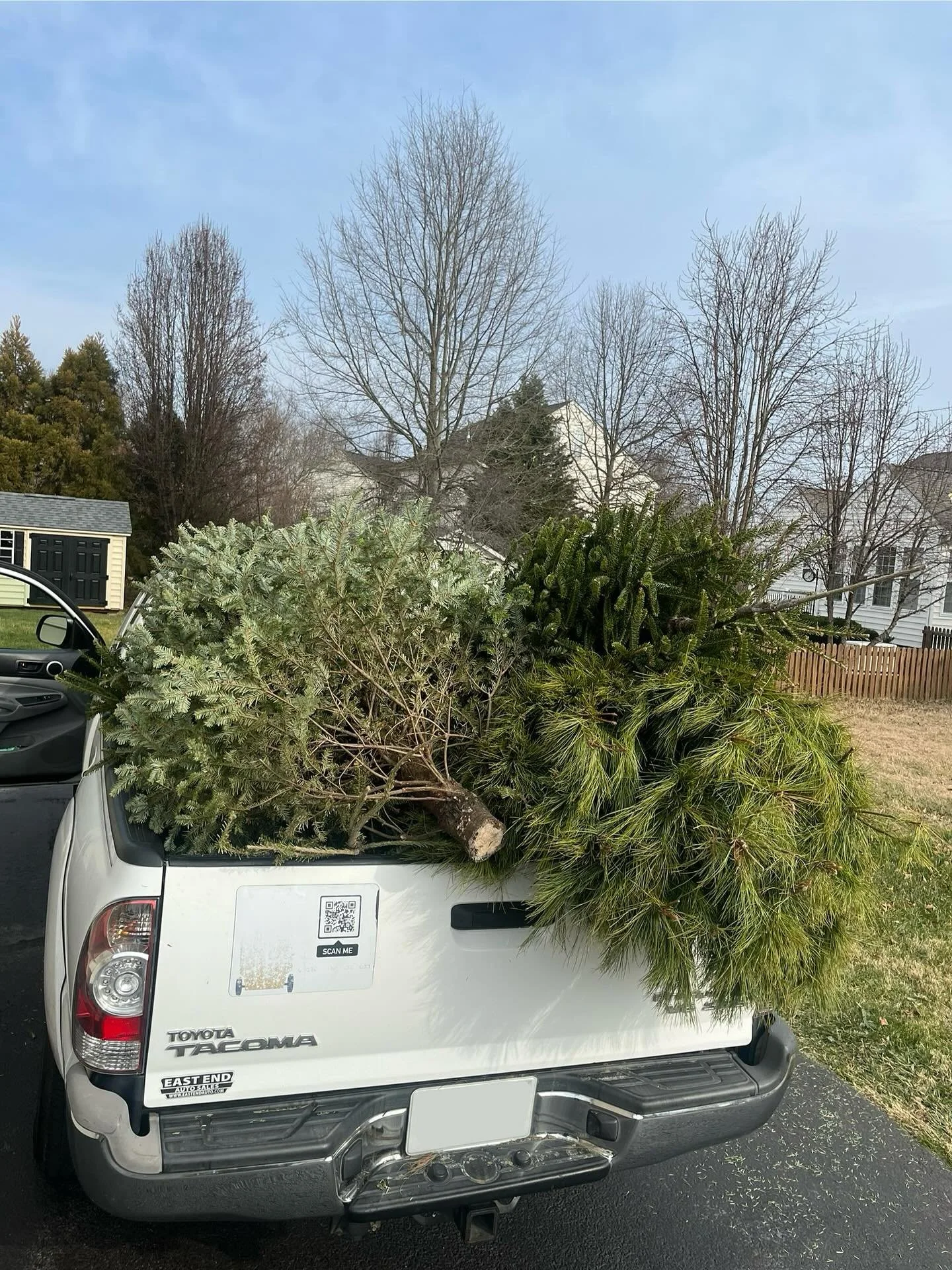 Oh Christmas tree collection! We&rsquo;ve had fun picking up your pine so far :) thanks for all the orders! Do you spot your tree in the lineup?
