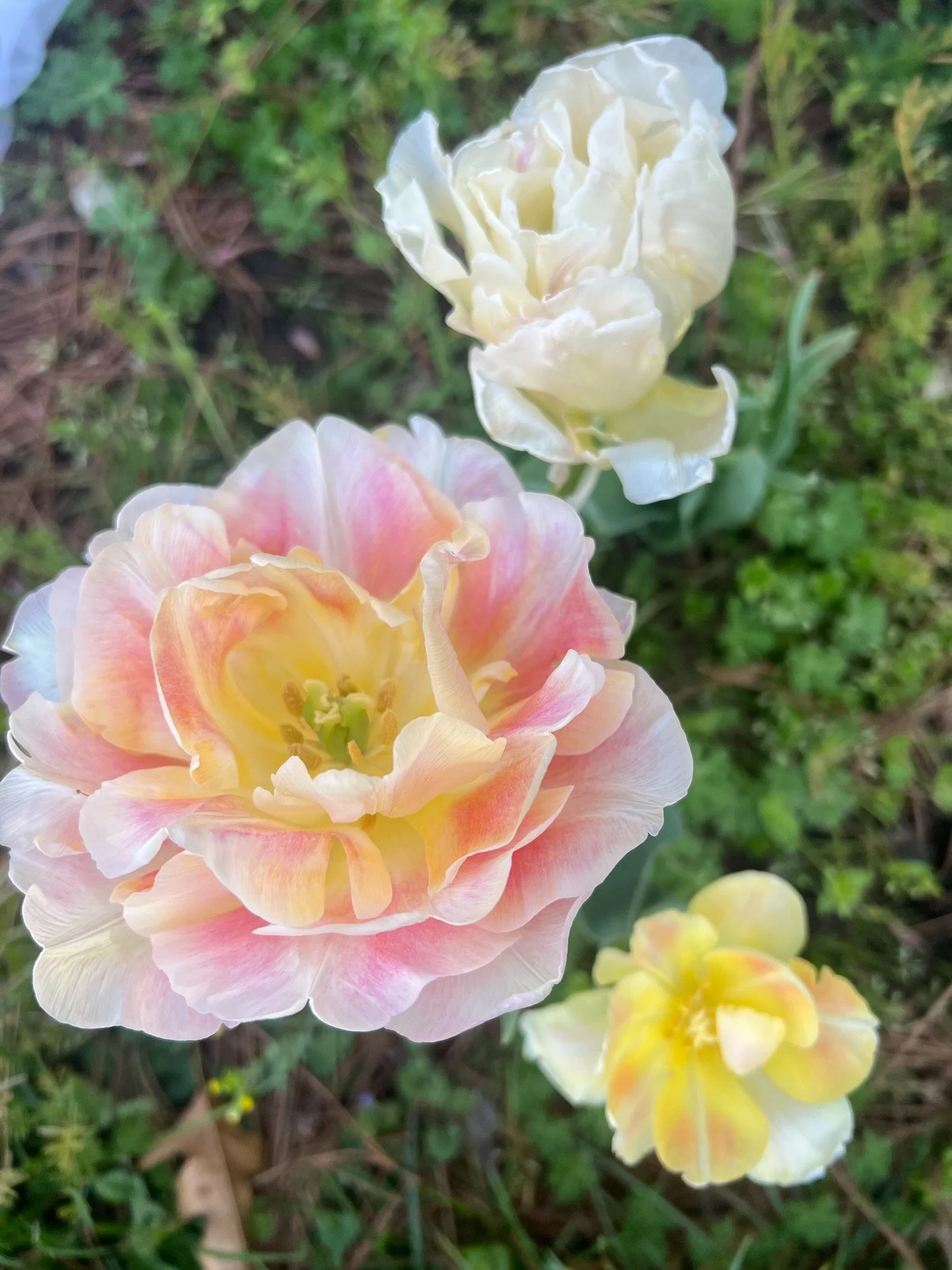 recently dropped off some compost bags to a client who had these absolute beauties in their yard. can&rsquo;t wait to see what grows next!