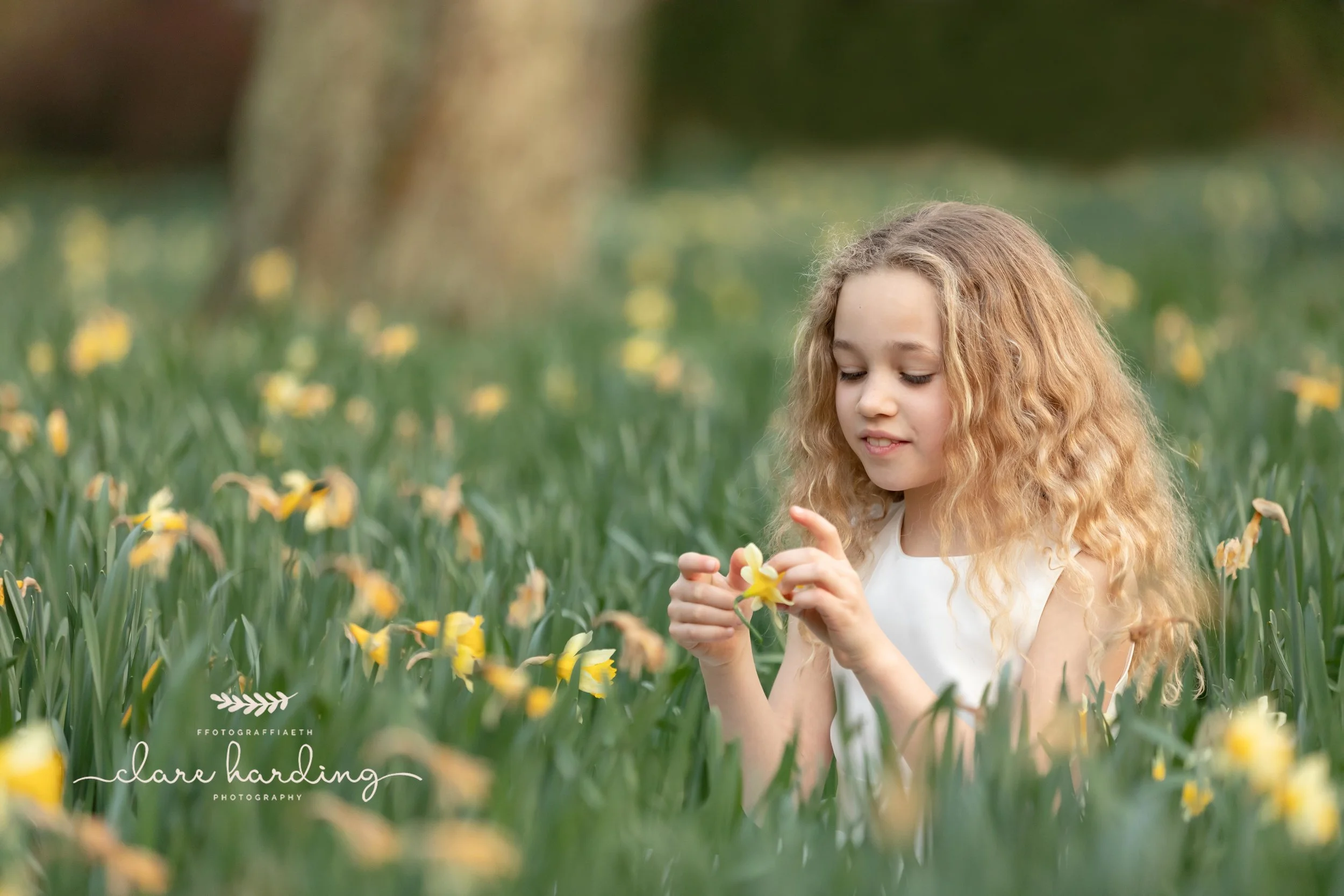 little girl holding daffodil - south wales photographer