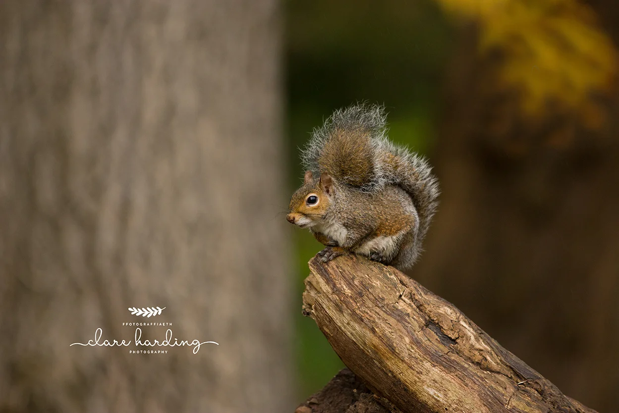 squirrel sat on a log in Cardiff