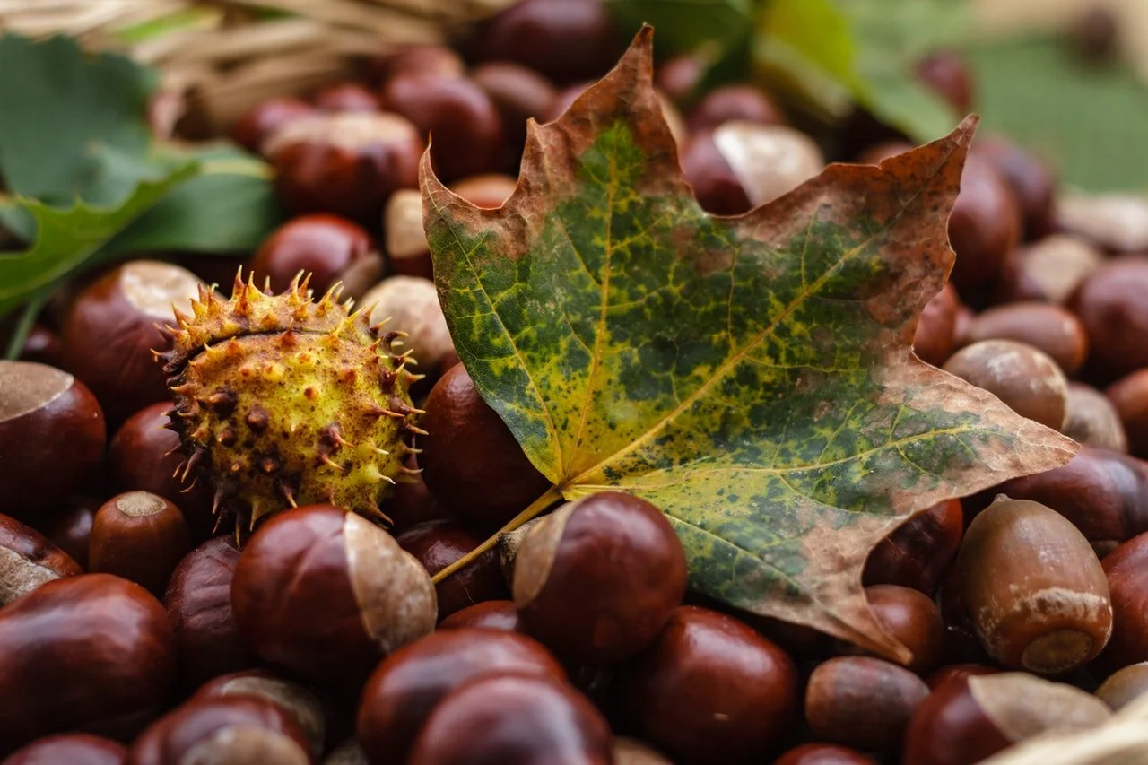 autumn 3.jpg