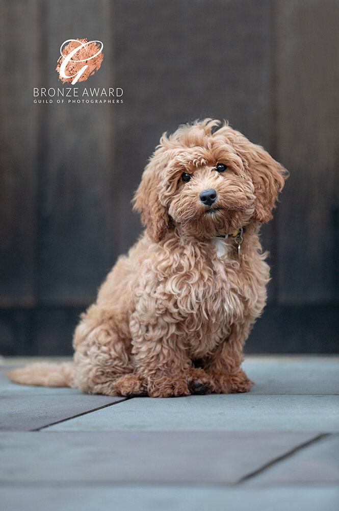 award winning photographer cardiff dog portrait.jpg