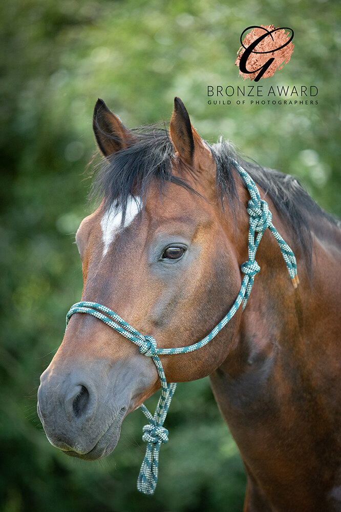 award winning photographer cardiff horse portrait.jpg