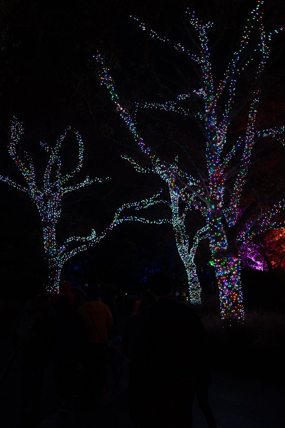 lanterns and light 2025-1.jpg