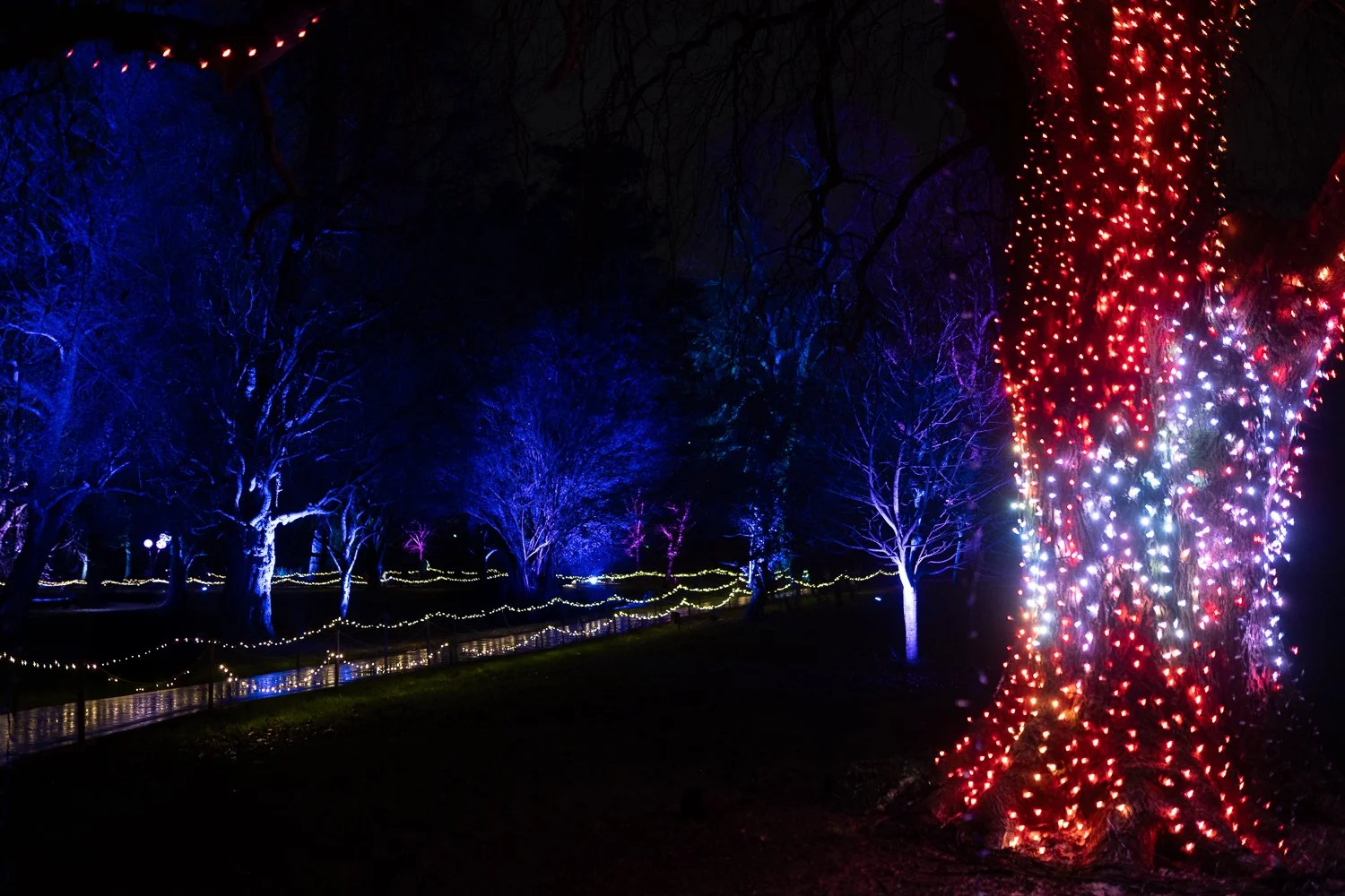 christmas at bute park 2025-3.jpg