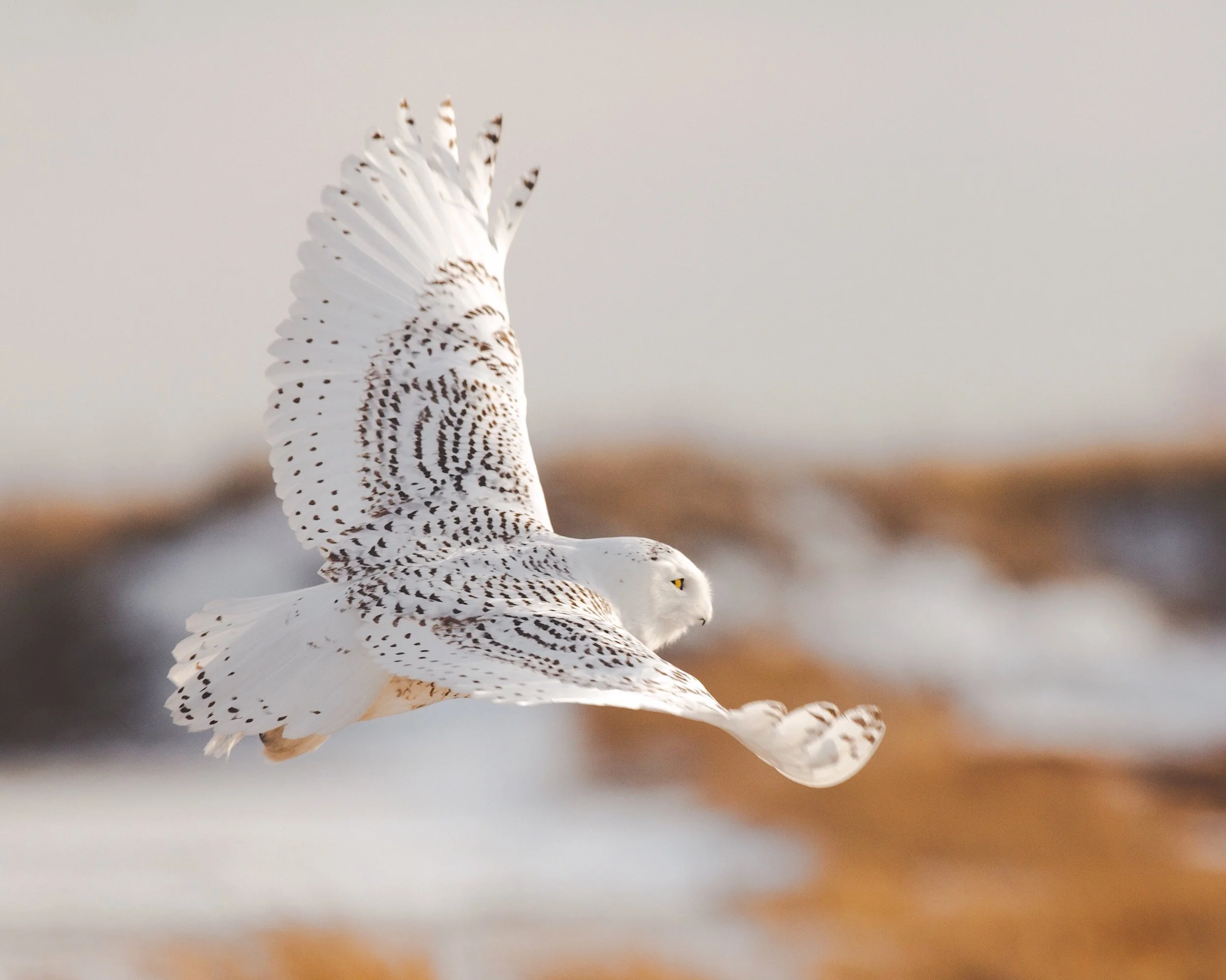 snowy in fligh PIM-1.jpg