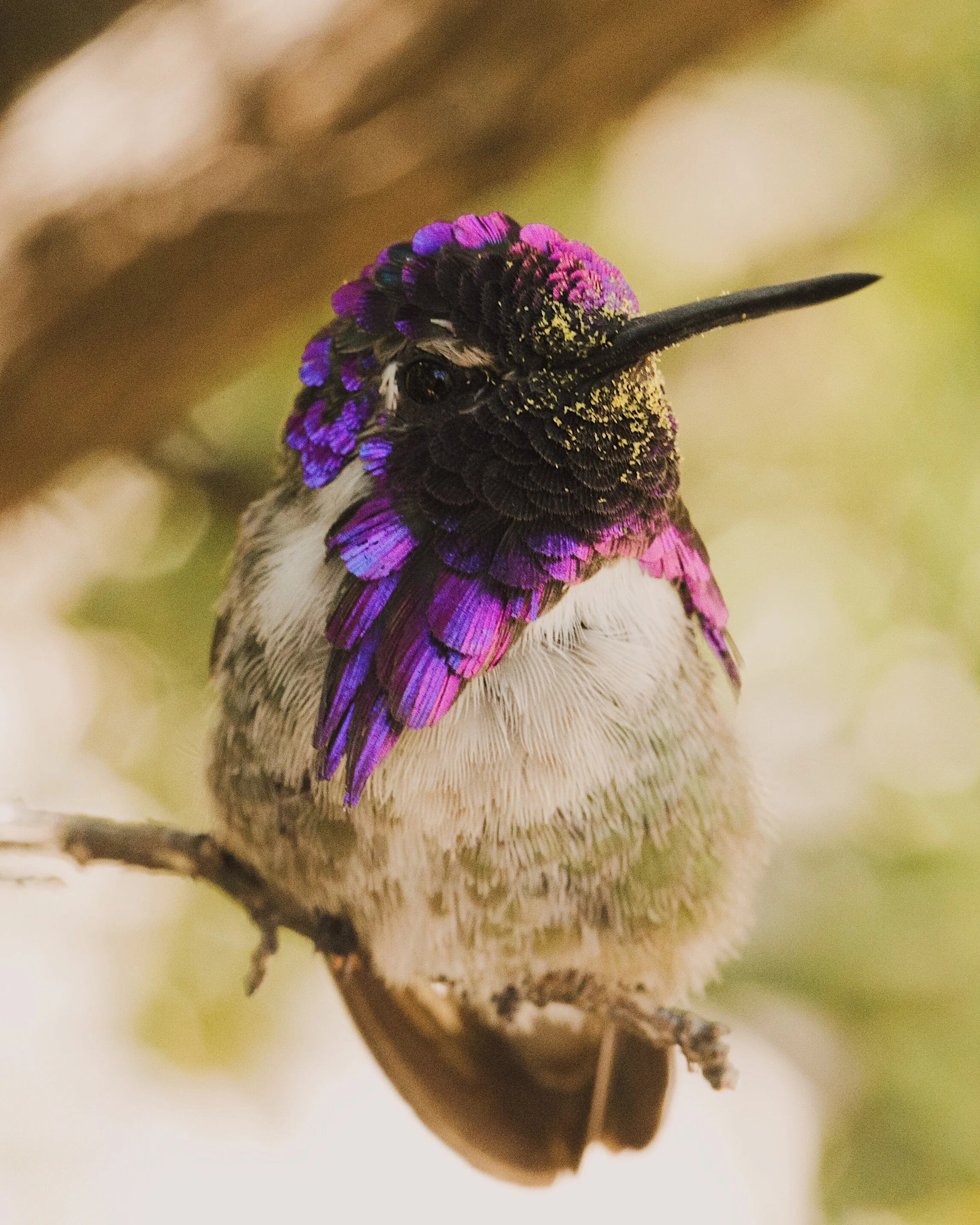 costas hummer-1.jpg