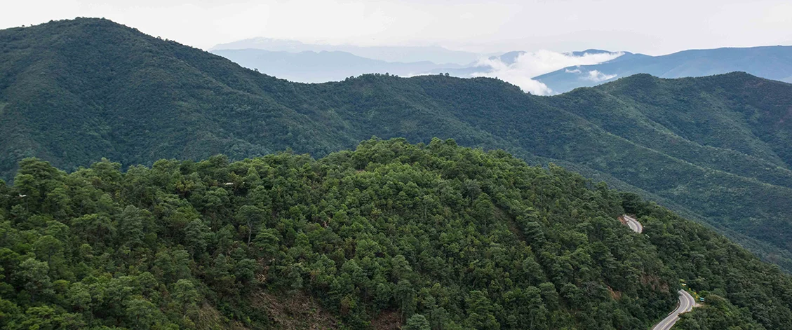 Process: From the Mountains of Oaxaca