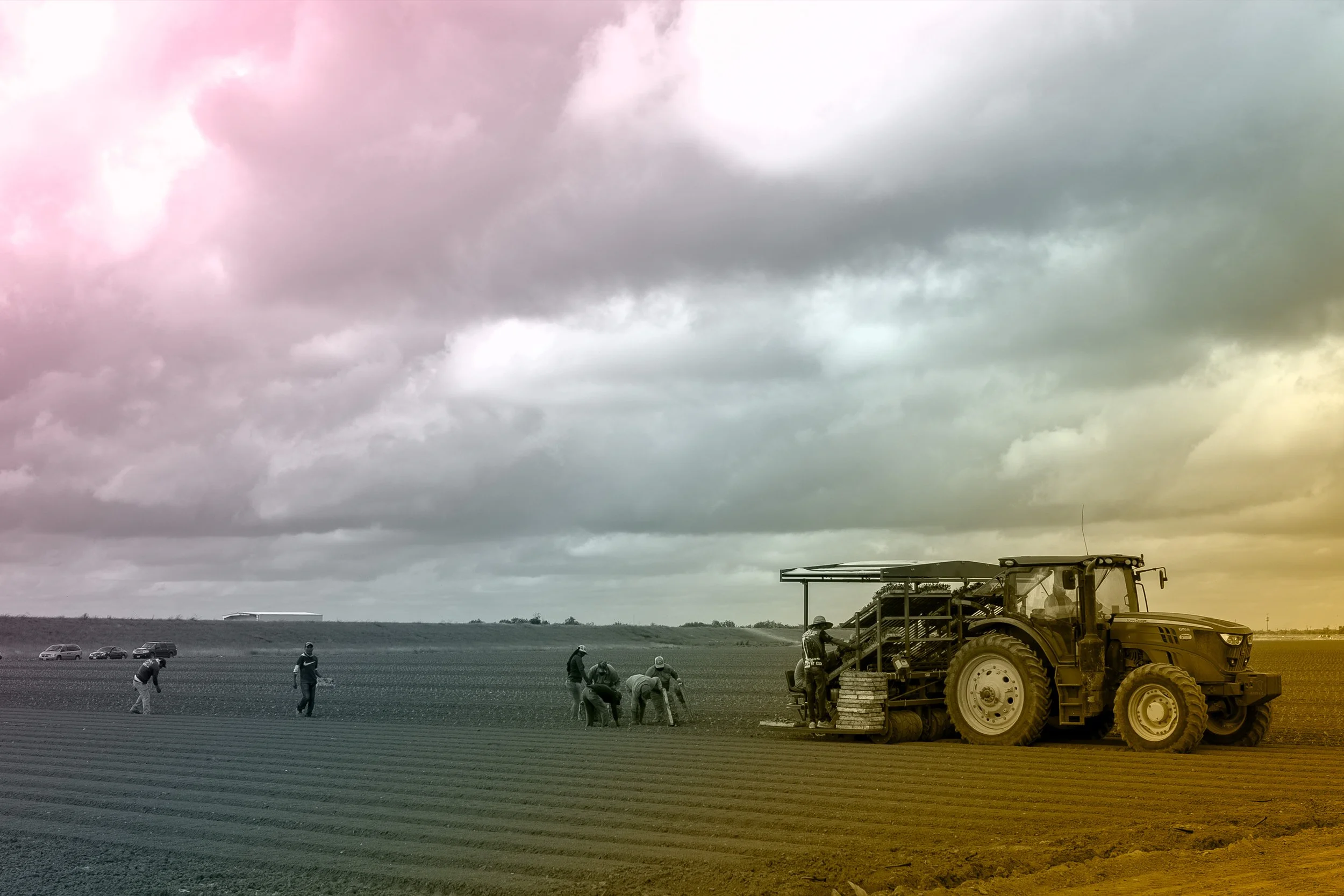 Agricultural workers pick crops in a field in the Rio Grande Valley.