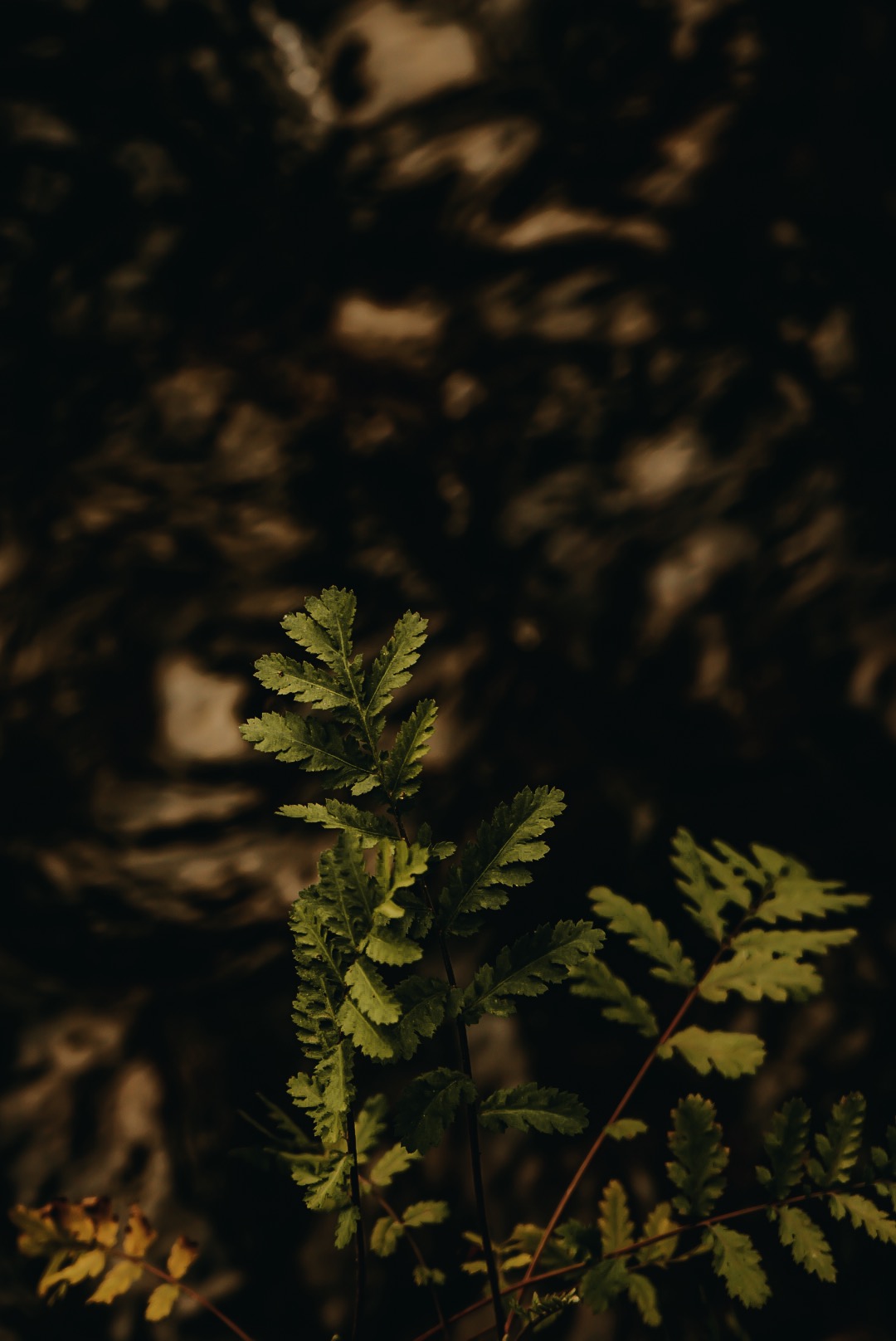 LRG_DSC01077.jpeg