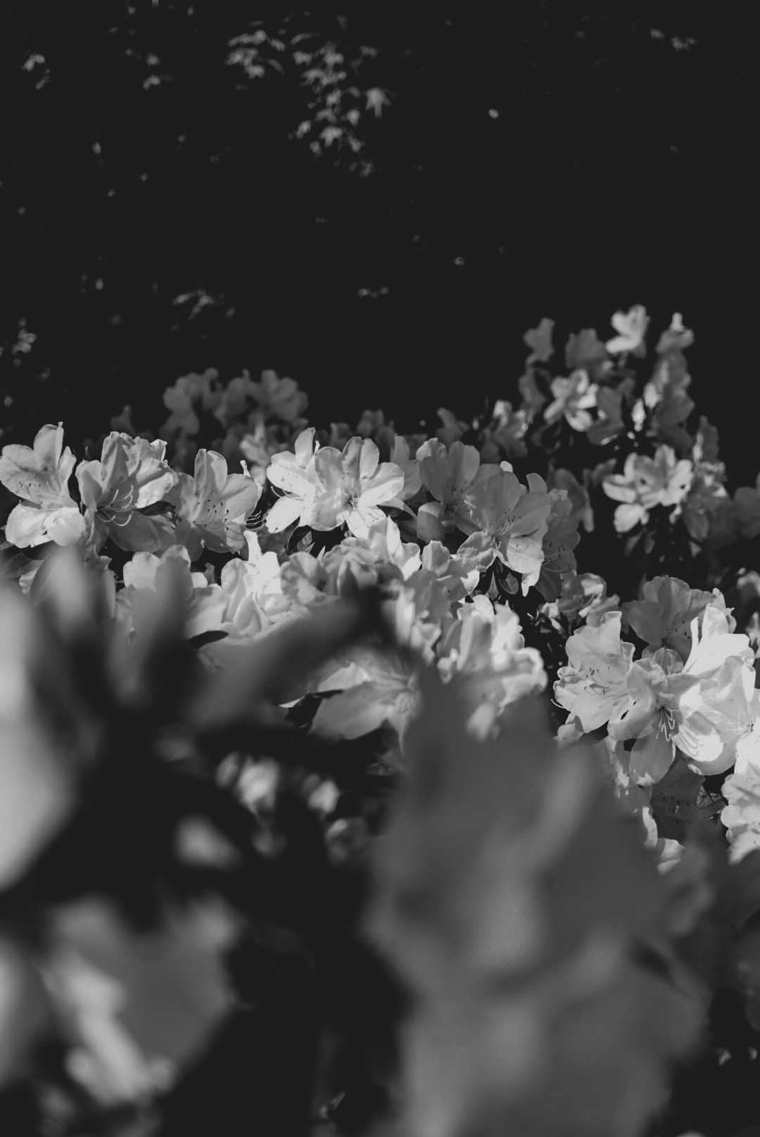 LRG_DSC03844.jpeg