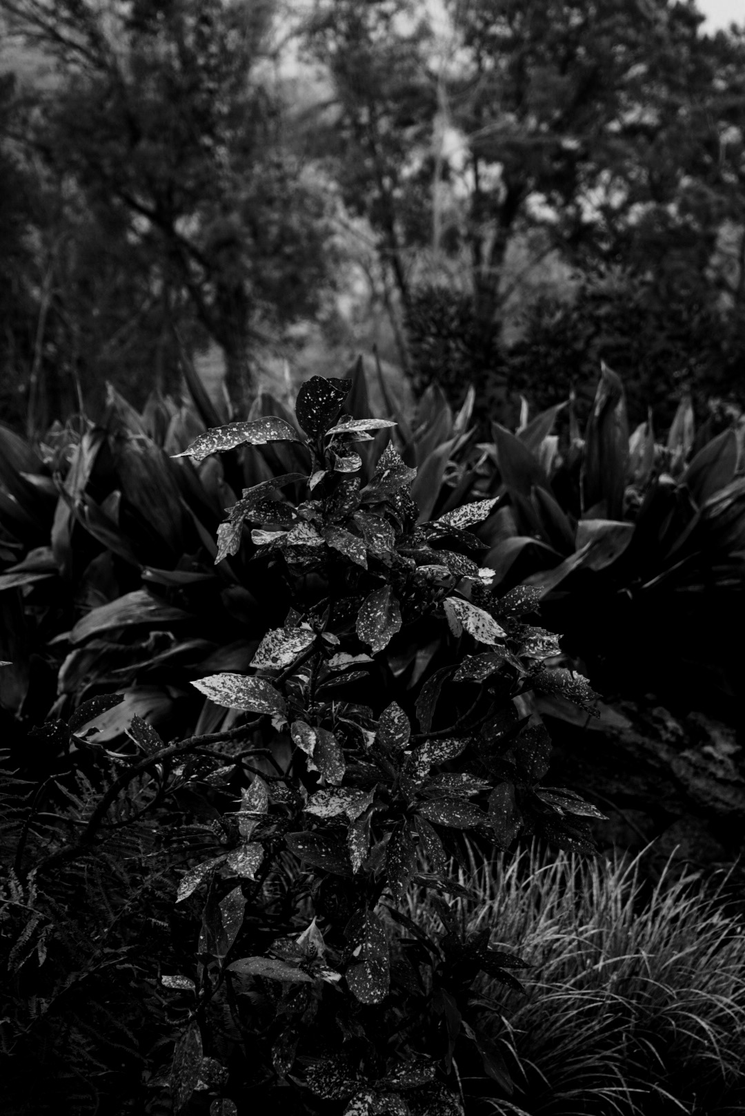 LRG_DSC02569.jpeg