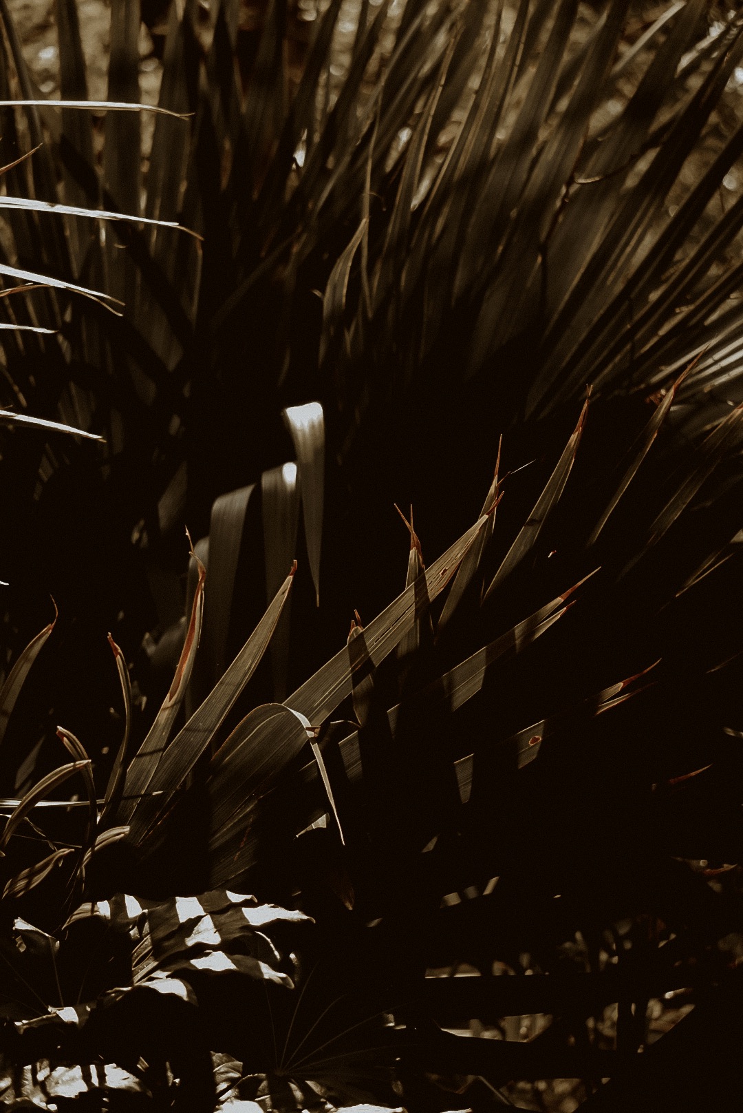 LRG_DSC03901.jpeg