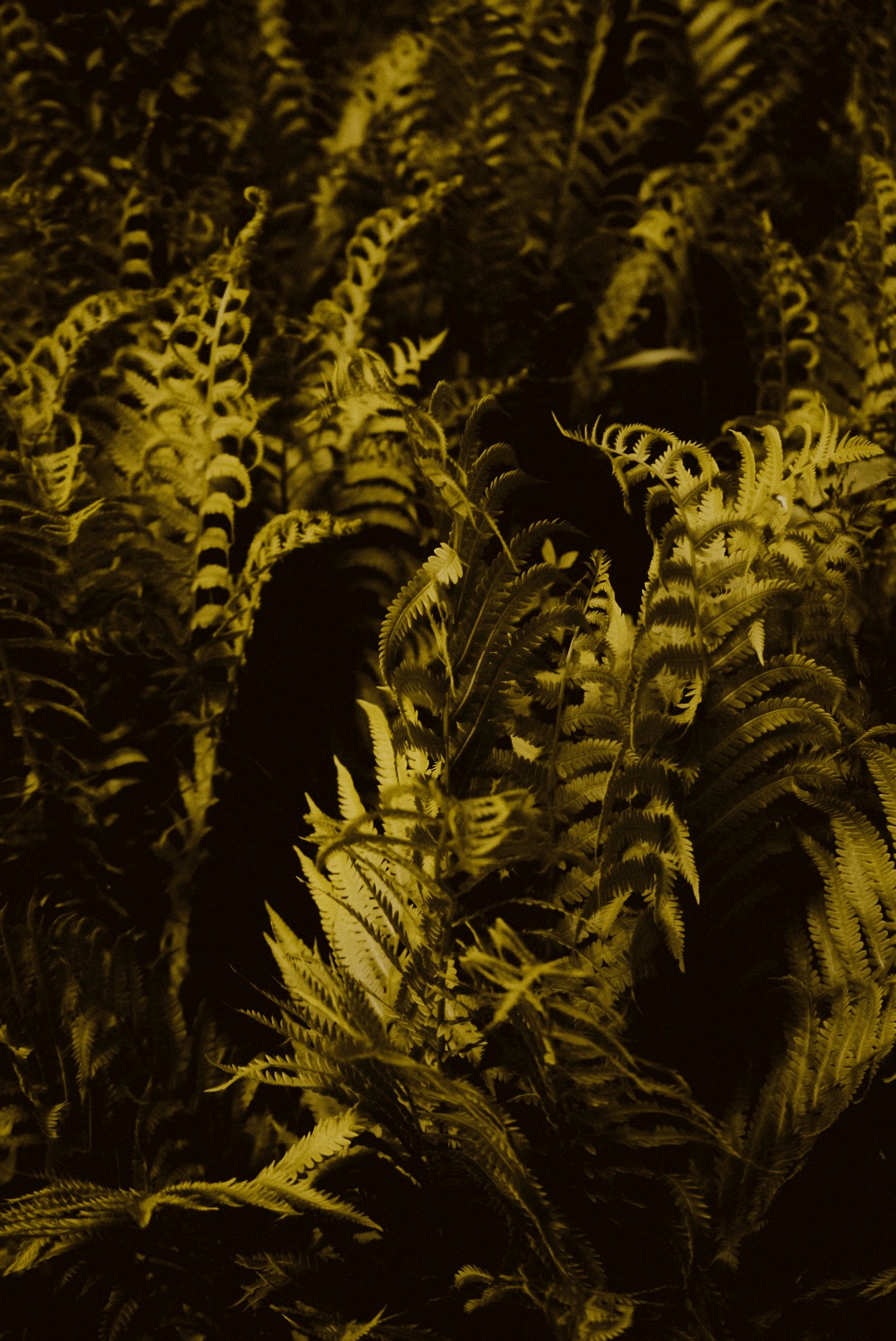 LRG_DSC05523.jpeg