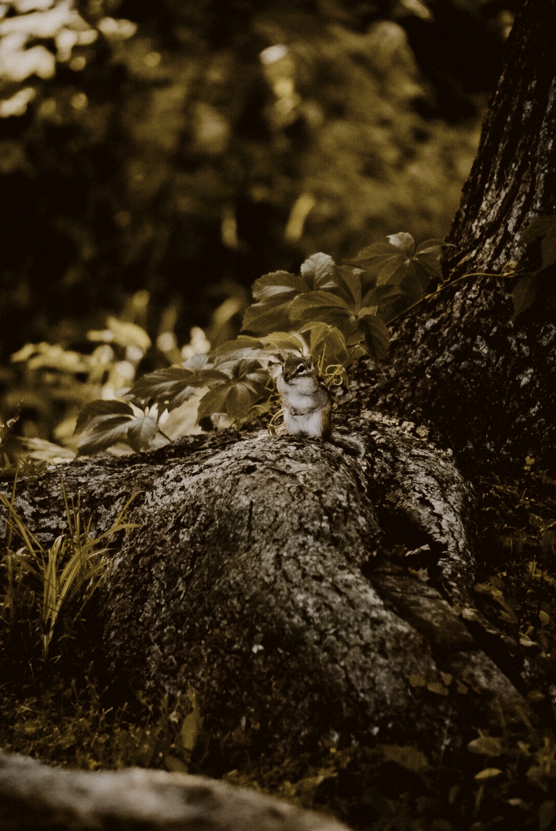 LRG_DSC05706.jpeg