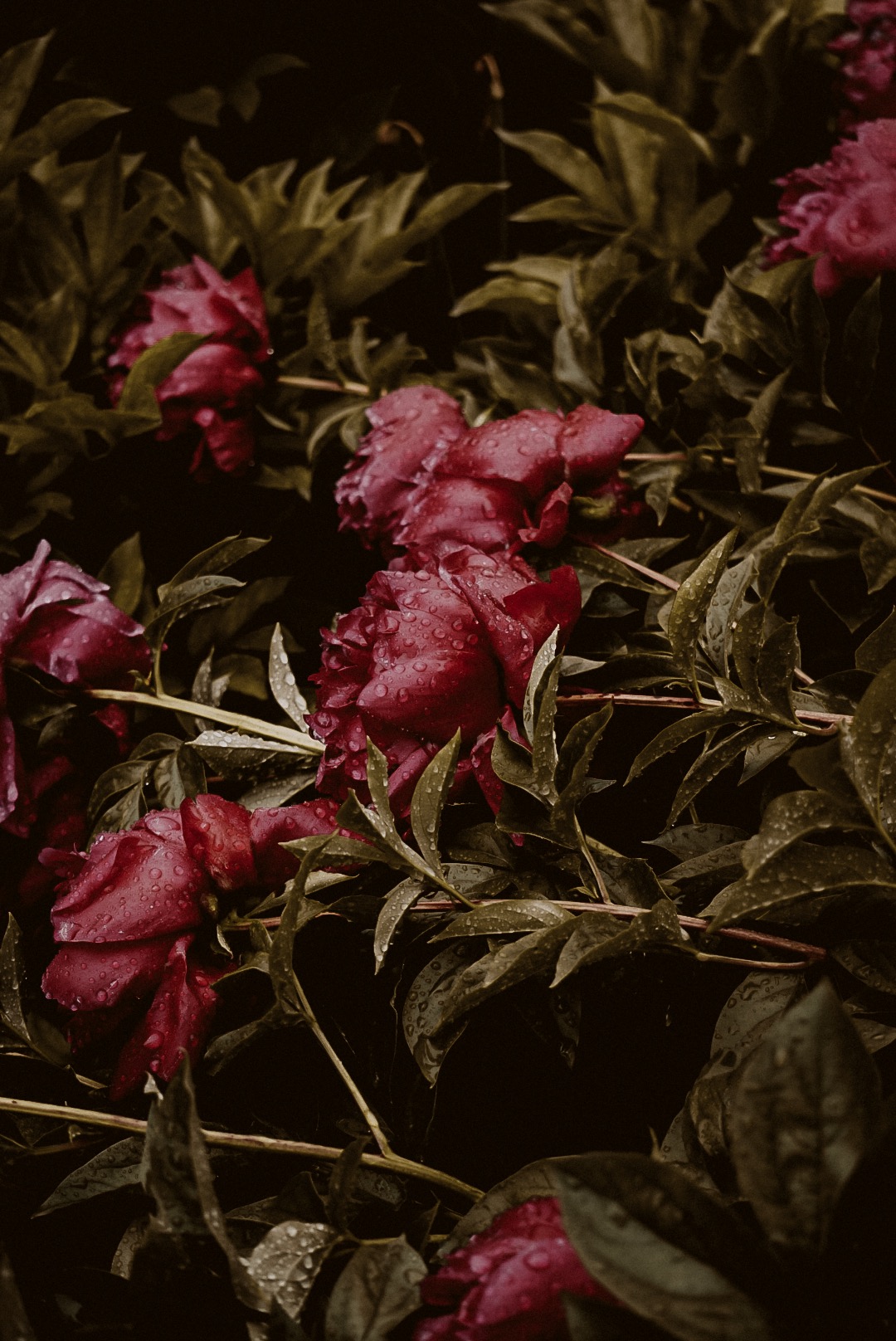 LRG_DSC05849.jpeg