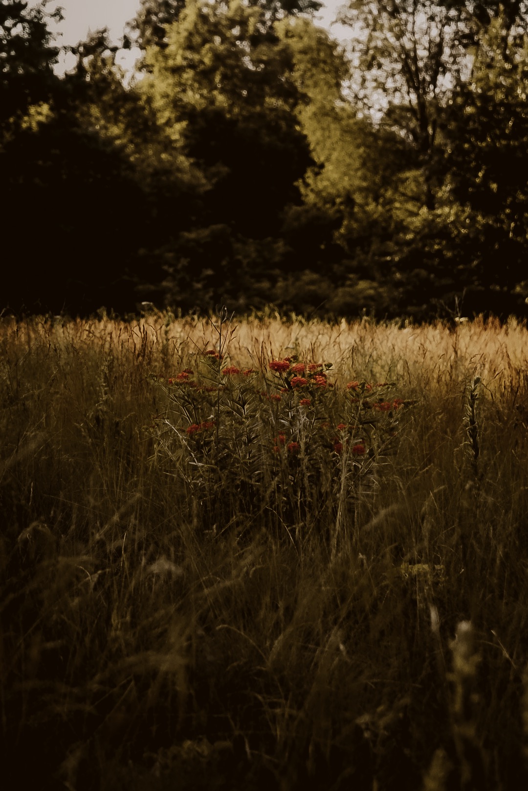 LRG_DSC07237.jpeg