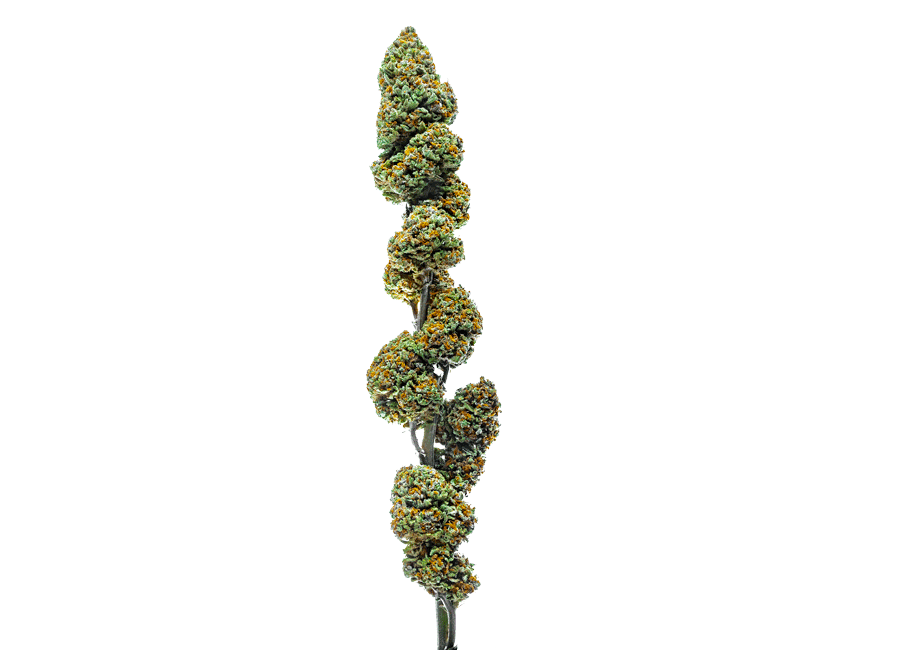 Pineapple_Glue.gif