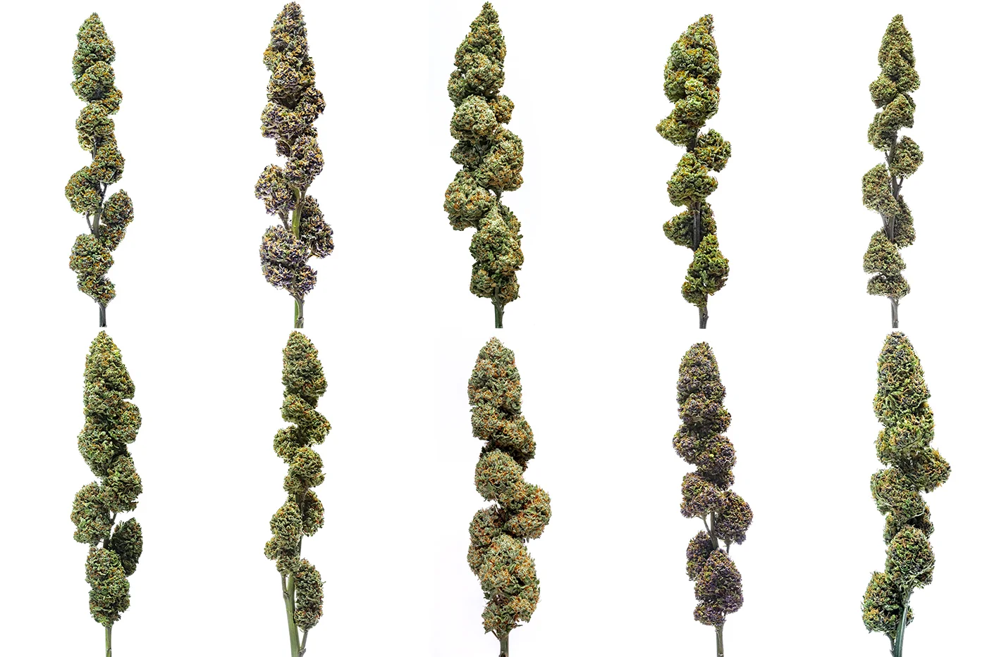 grided_buds_studio.jpg
