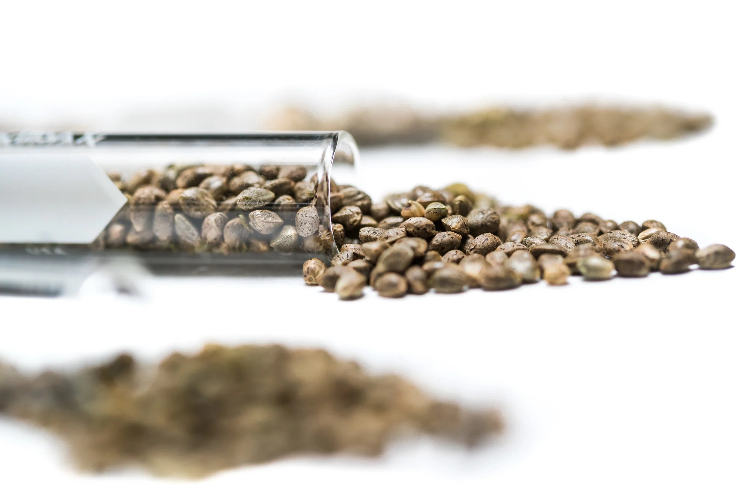 Willimams_Cana_Web_Genetics_seeds_Banner2-1001.jpg