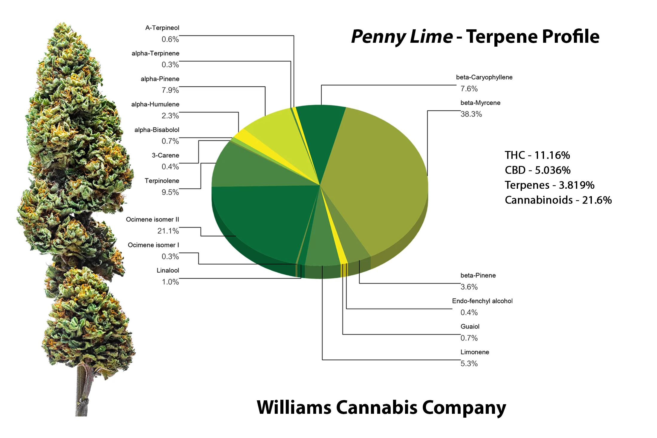 Penny_Lime_Marketing_Materials.jpg