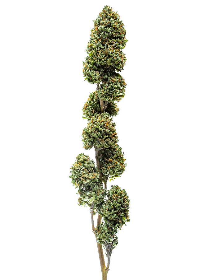 Durban_TrainWreck_900.gif