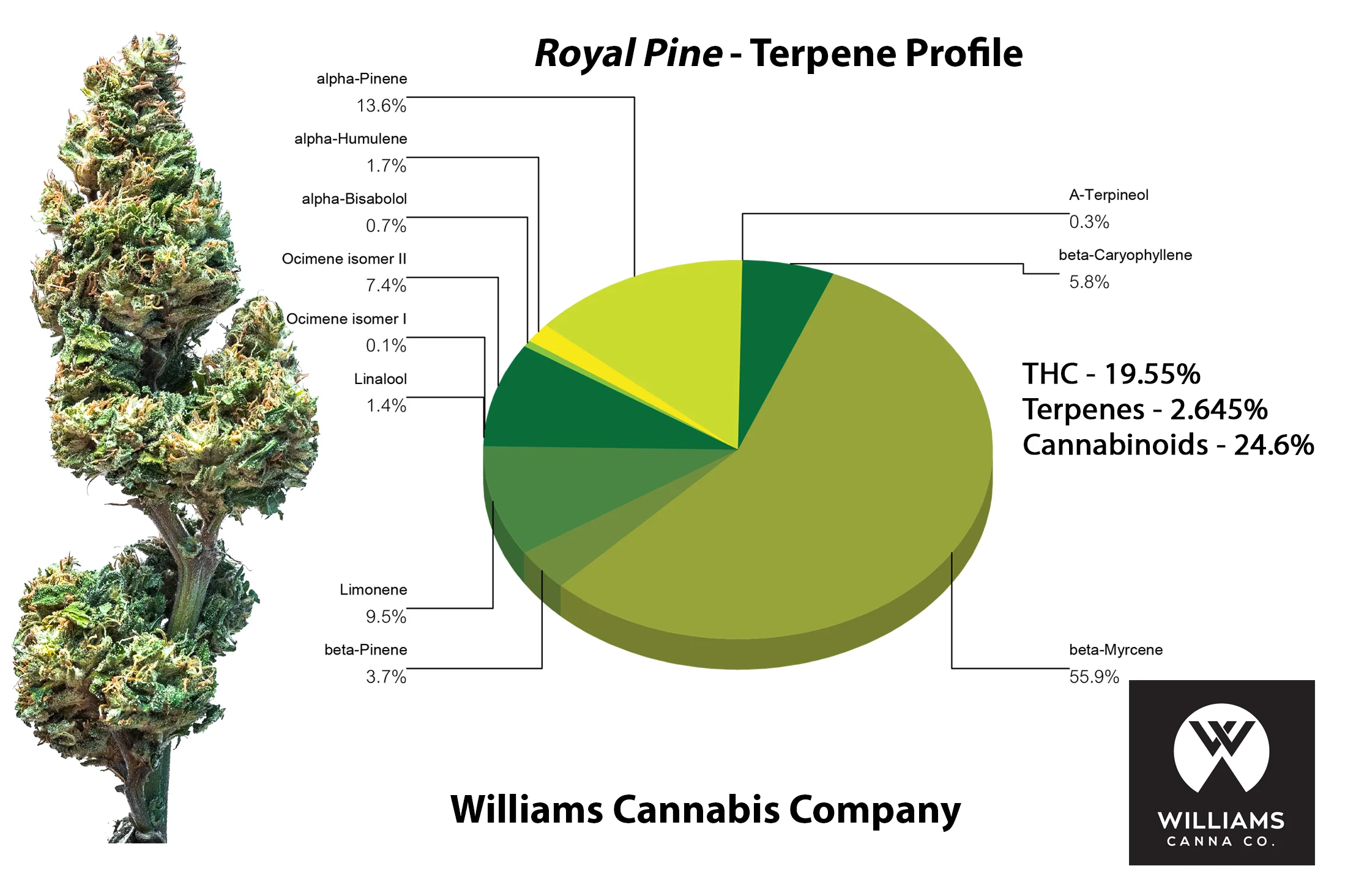 Royal_pine_TERP.jpg