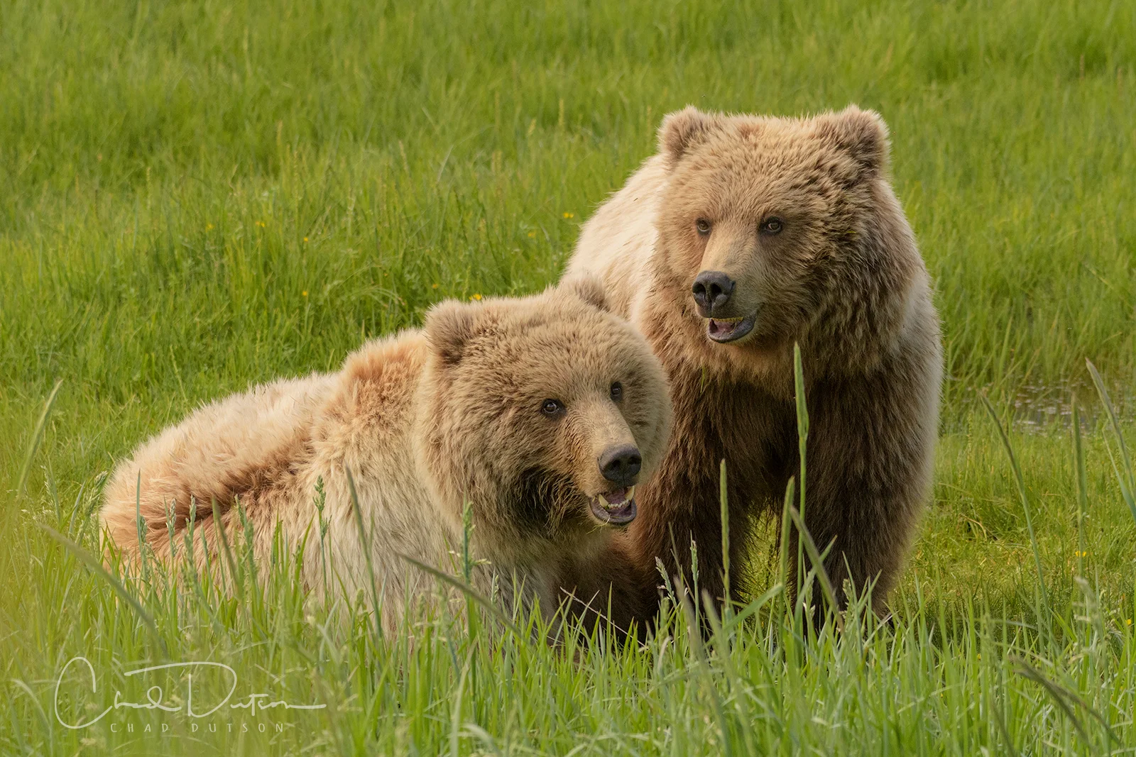 Alaska